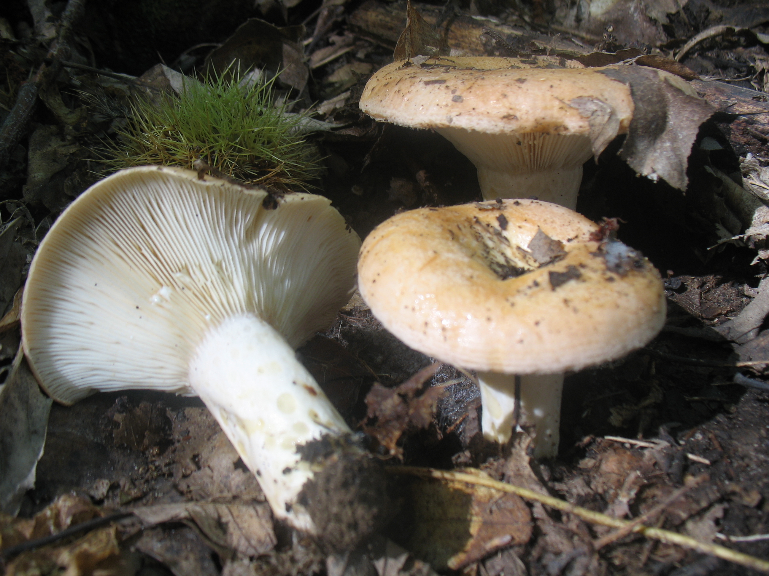 Lactarius zonarius f. scrobipes