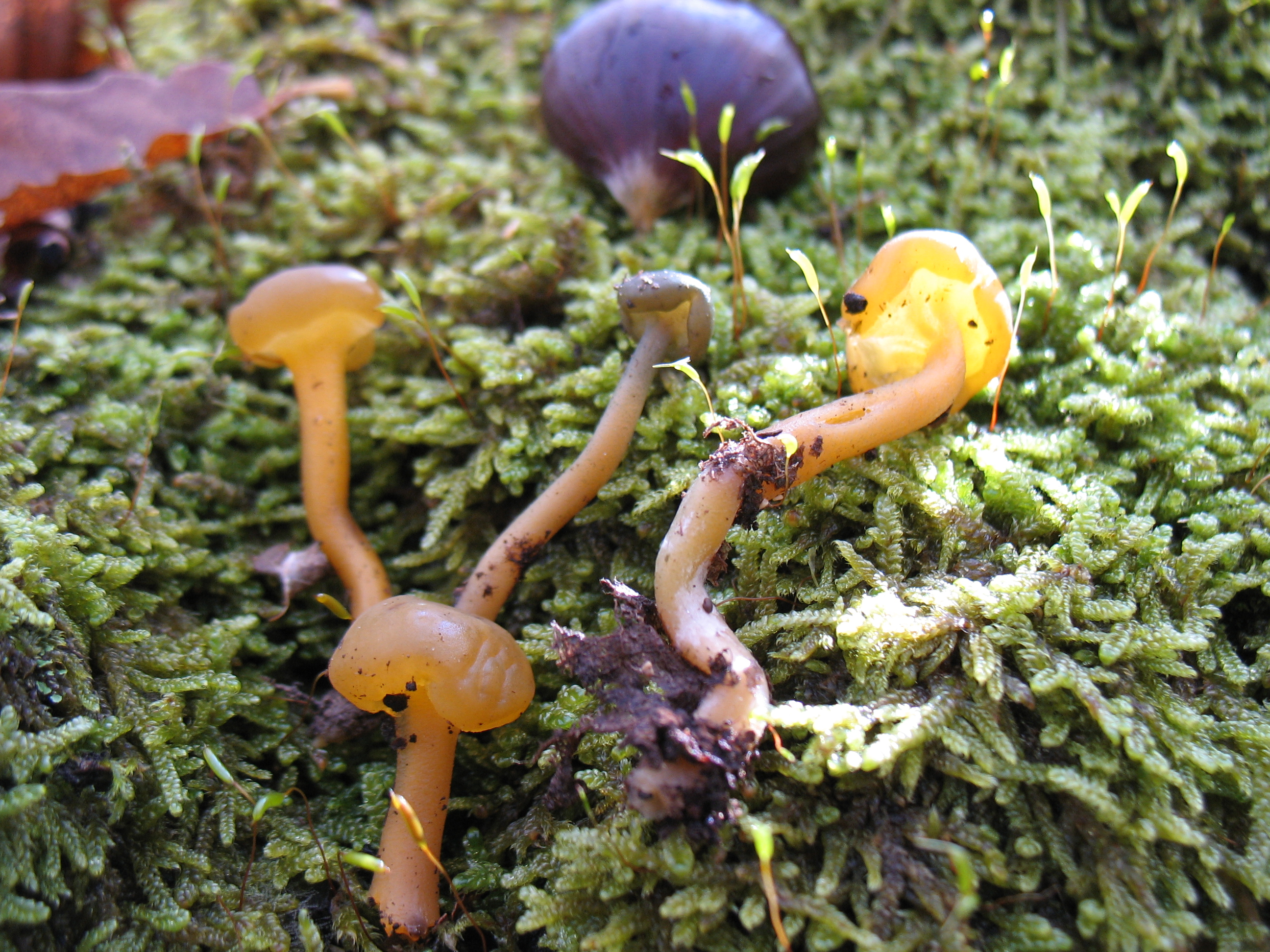 Leotia lubrica