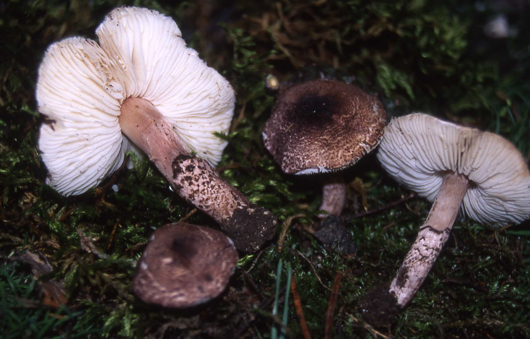 Lepiota brunneoincarnata Chodat & C.Martin