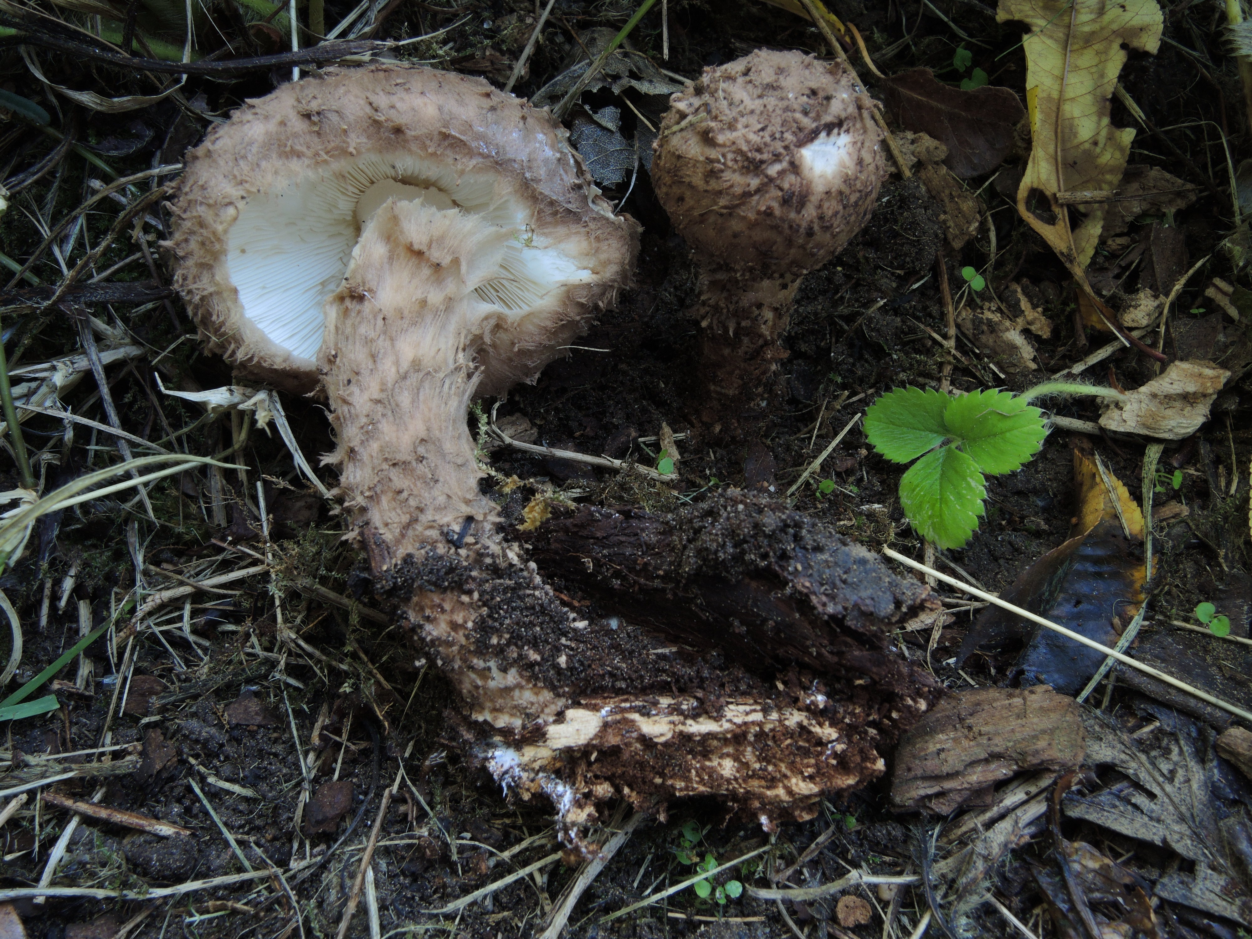 Echinoderma calcicola (Knudesen) Bon