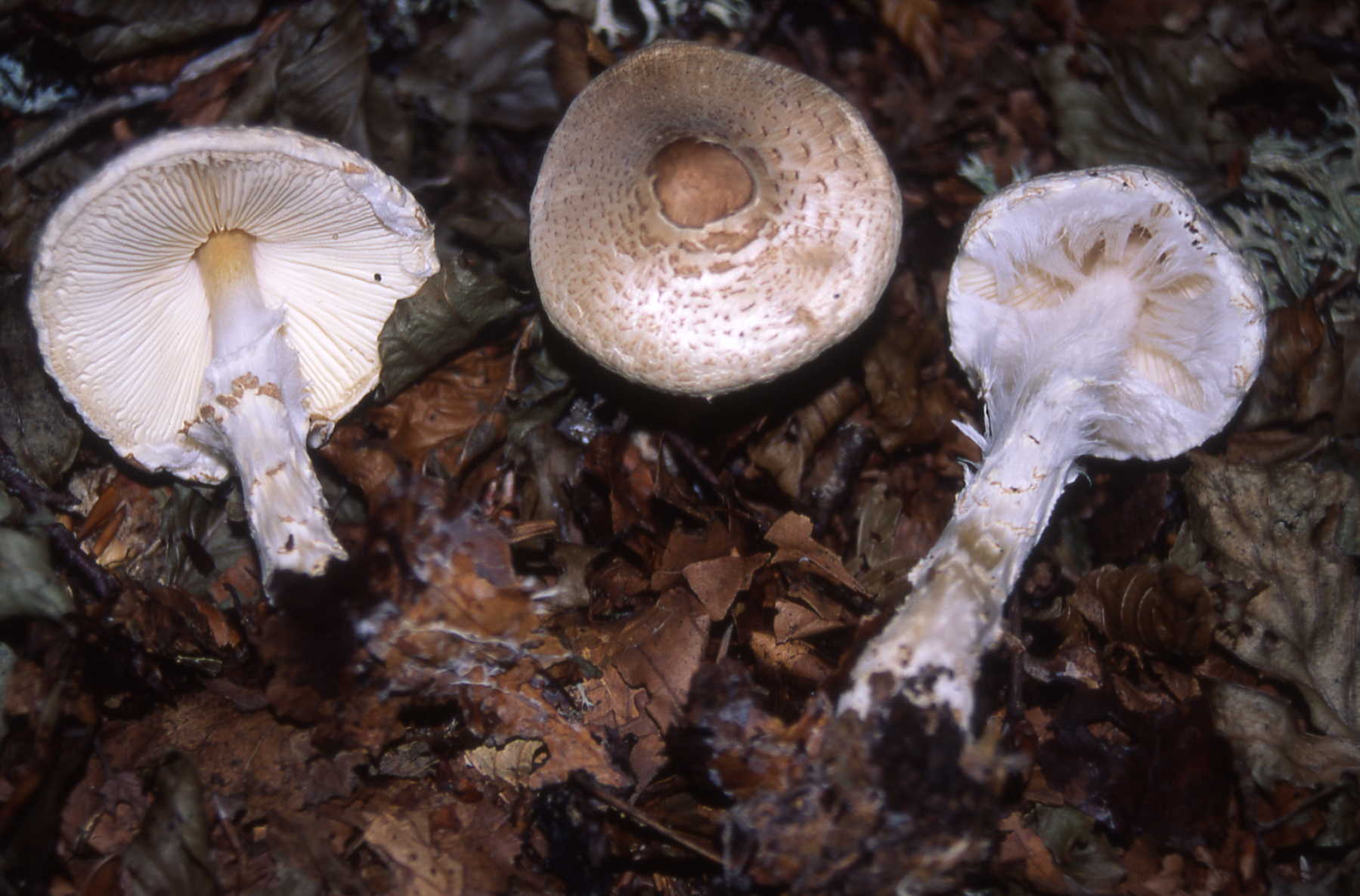 Lepiota clypeolaria