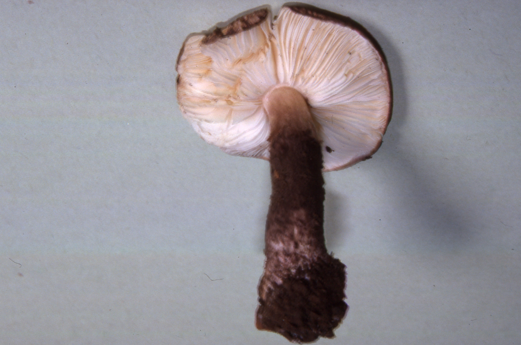 Lepiota fuscovinacea