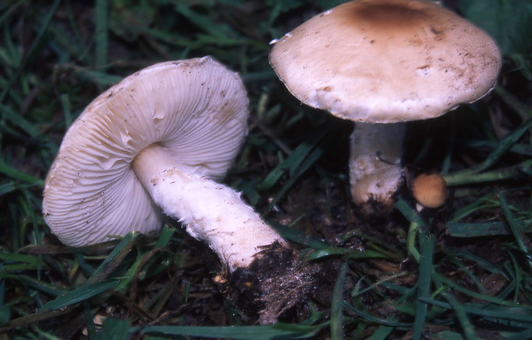 Lepiota ochraceodisca
