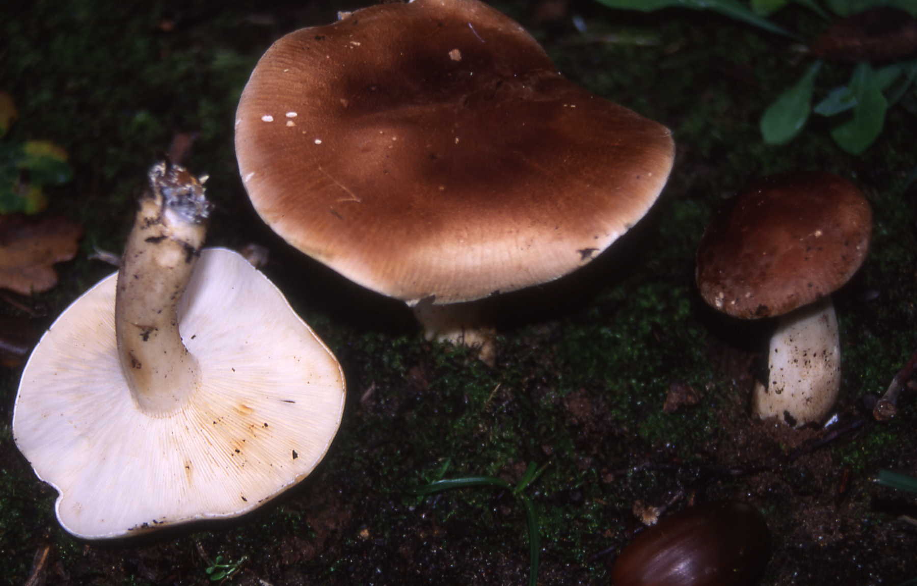 Leucopaxillus gentianeus (Quél.) Kotlaba = L. amarus (Alb. & Schwein.) Kühner