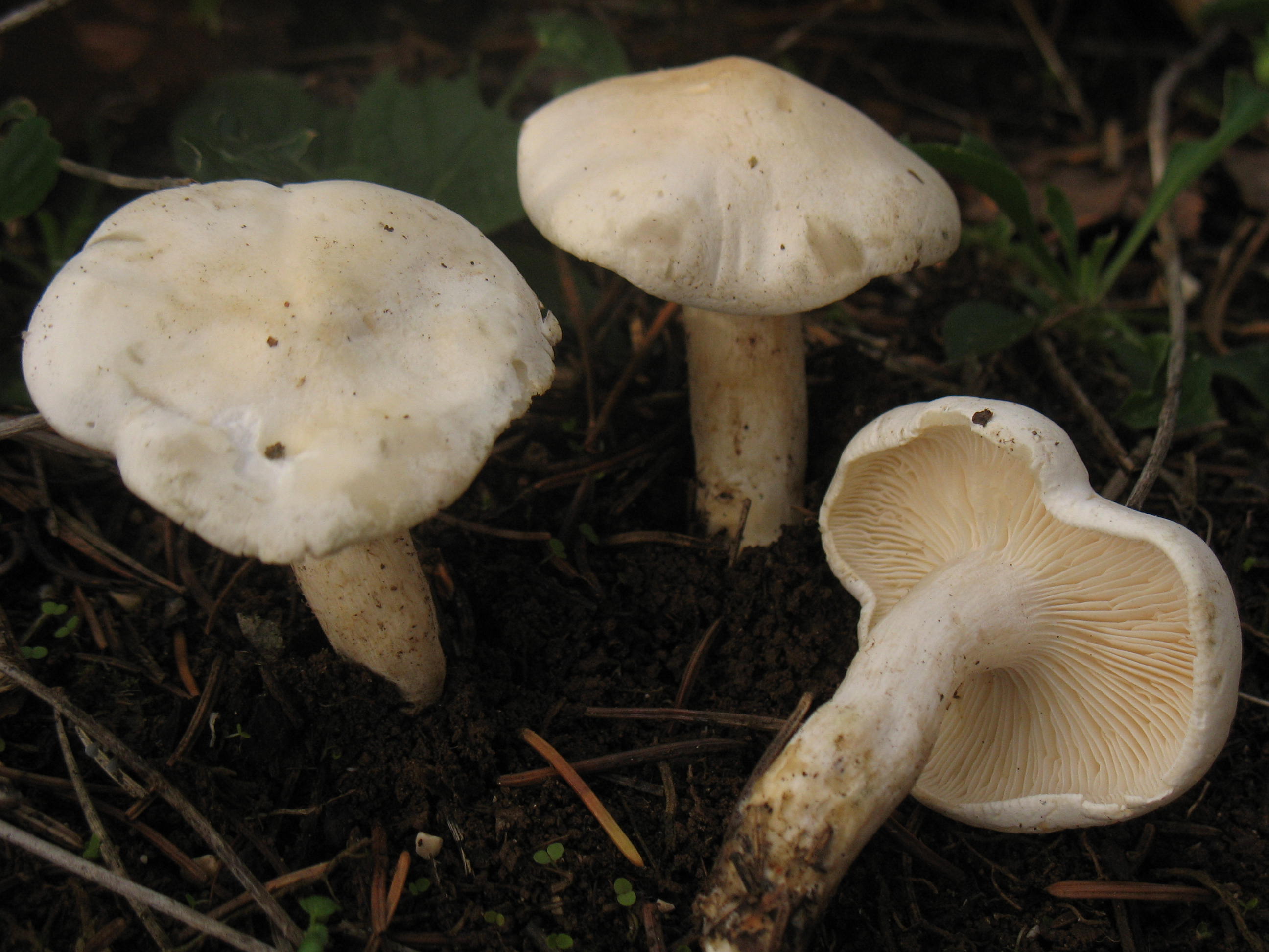 Leucopaxillus candidus