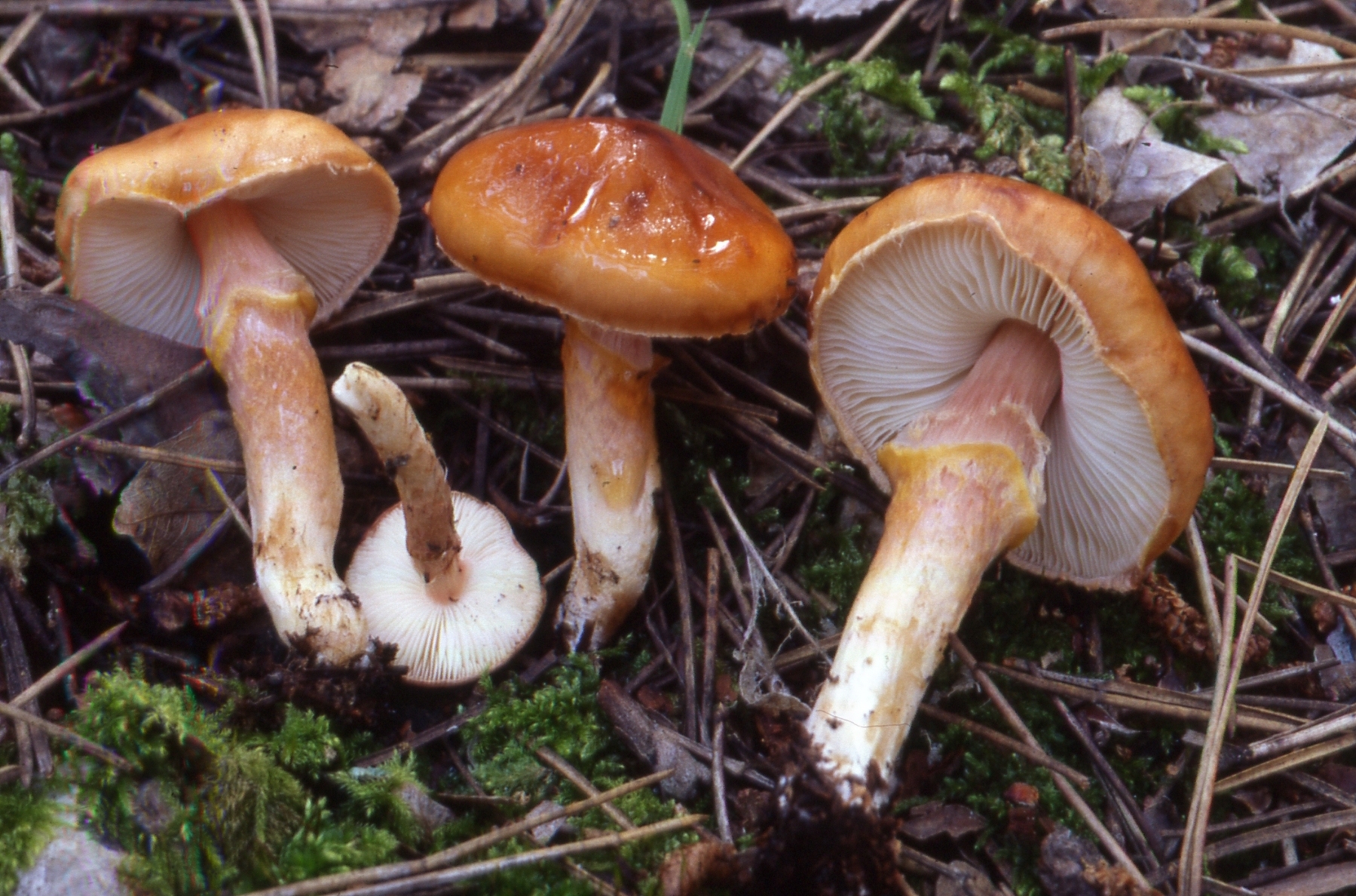 Limacella glioderma (Fr.)R.Maire