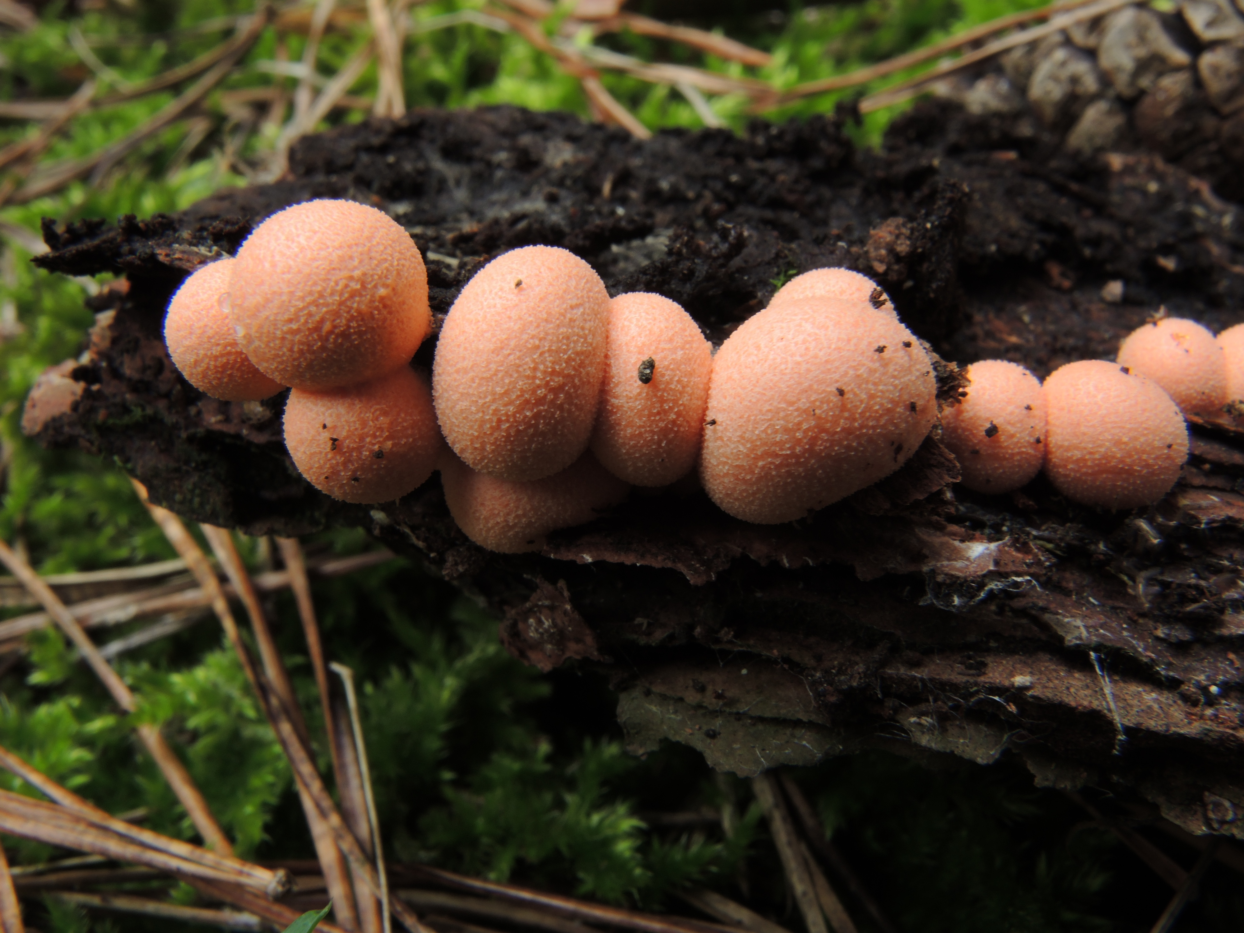 Lycogala epidentrum (J.C. Buxb ex L.) Fr.