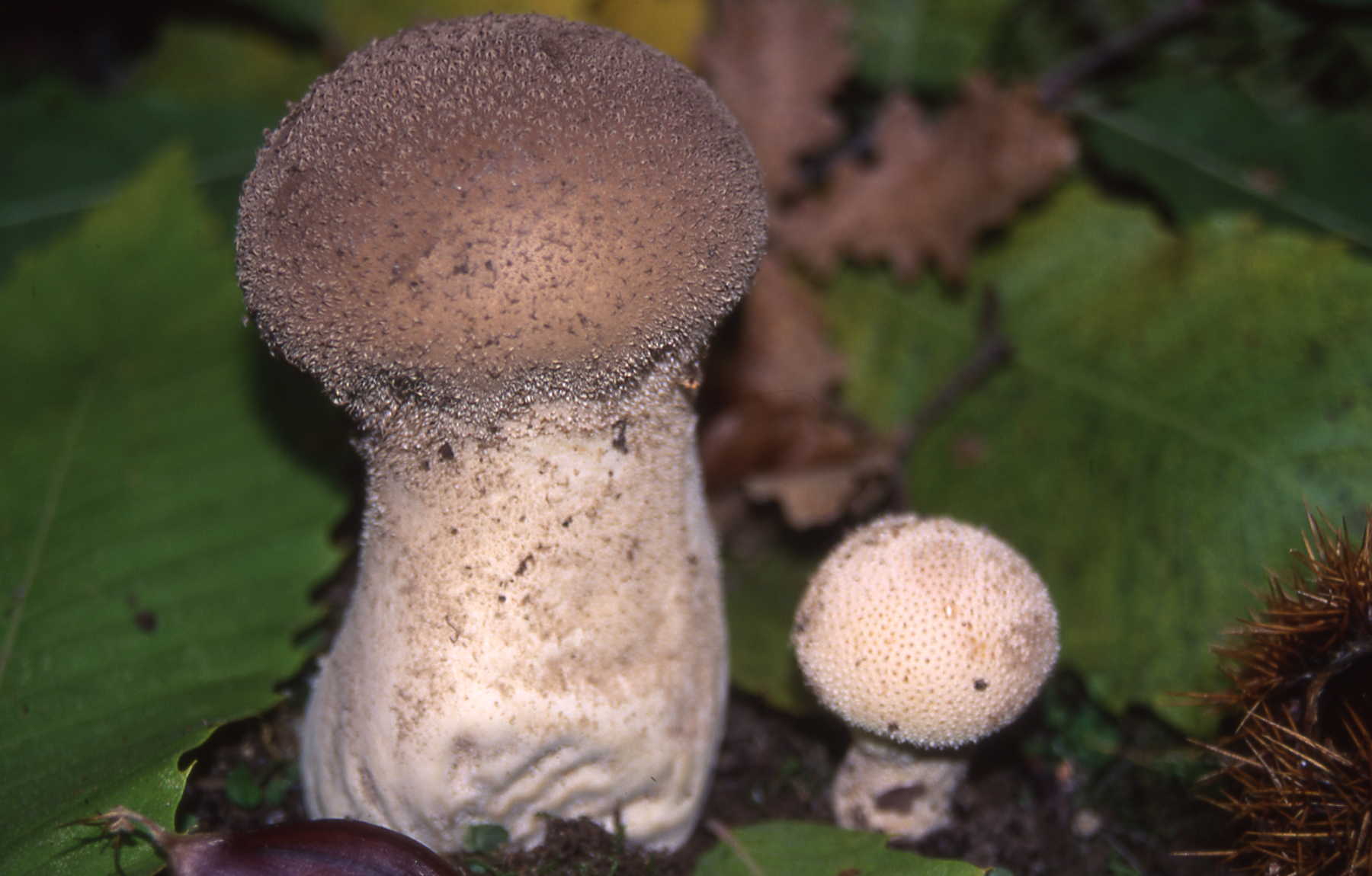 Lycoperdon molle