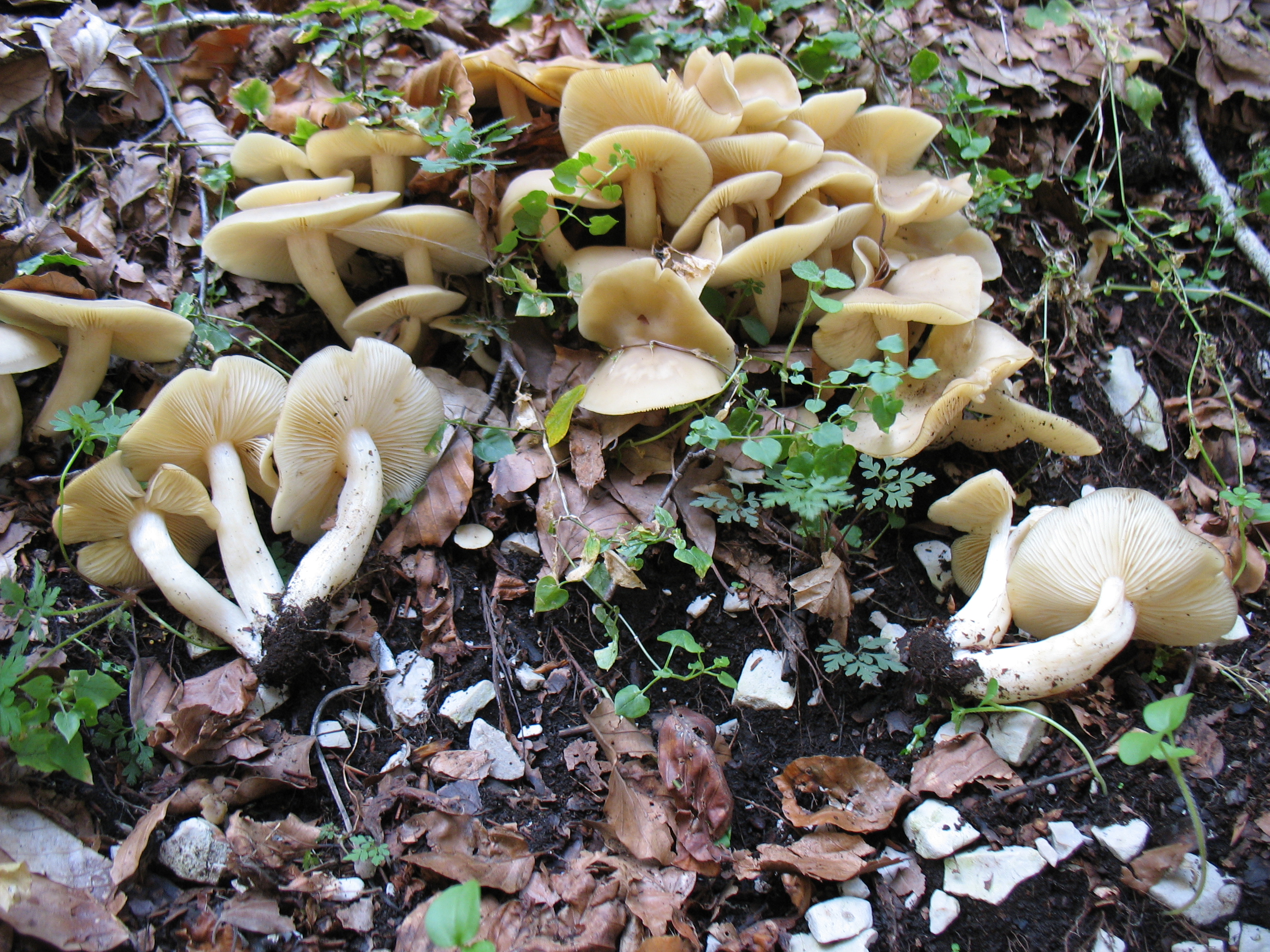 Lyophyllum connatum (Schiumach.) Singer