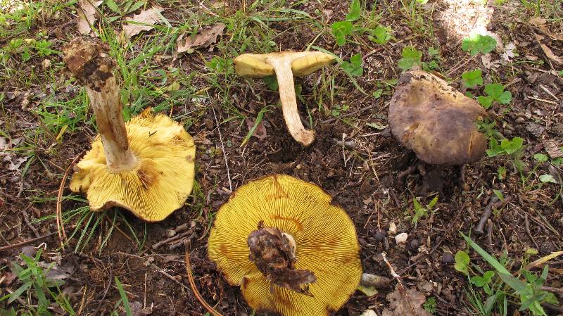 Lyophyllum favrei (R.Haller Aar. et R. Haller Aar, et R. Haller Suhr.) = Calocybe favrei