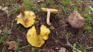 Lyophyllum favrei M.Sabi
