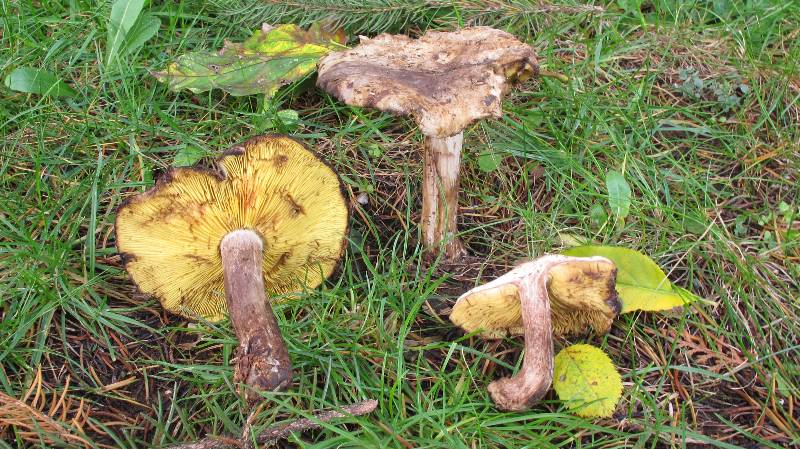 Lyophyllum favrei