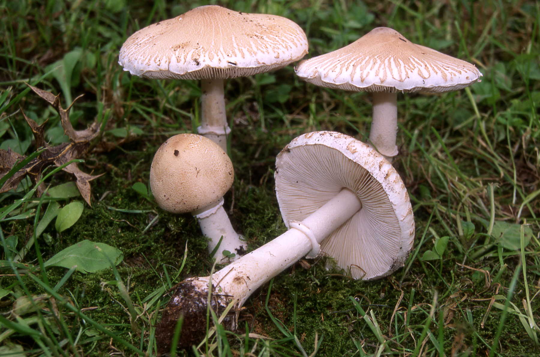 Macrolepiota excoriata (Schaeff.) Wasser (Schaeff.) M.M. Moser