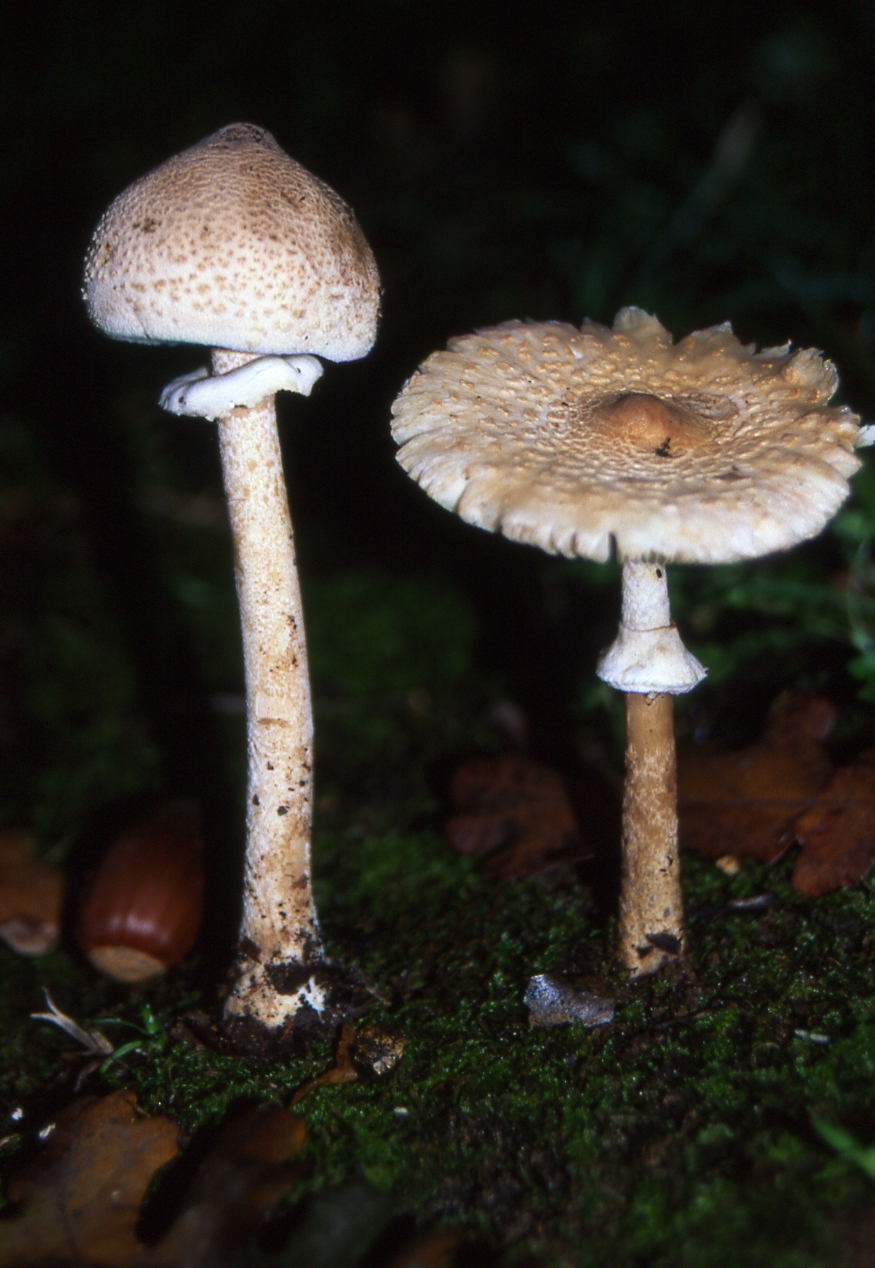 Macrolepiota gracilenta