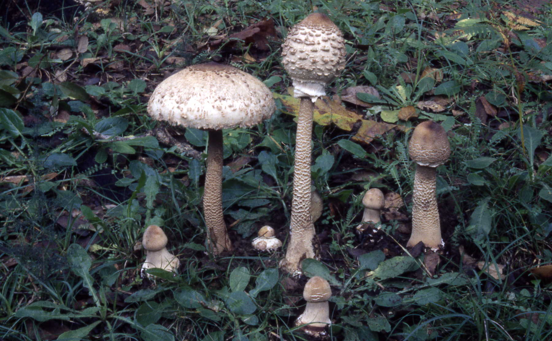Macrolepiota olivascens