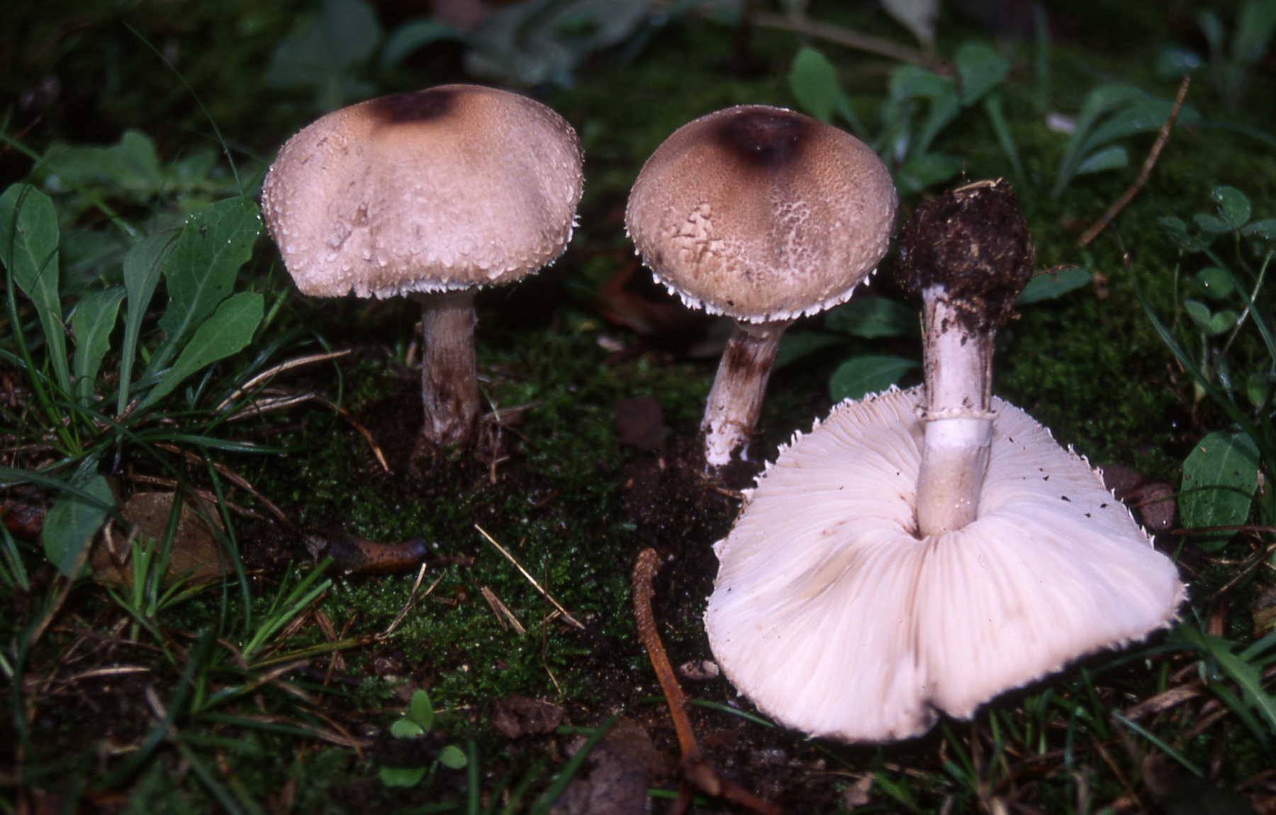 Macrolepiota phaeodisca