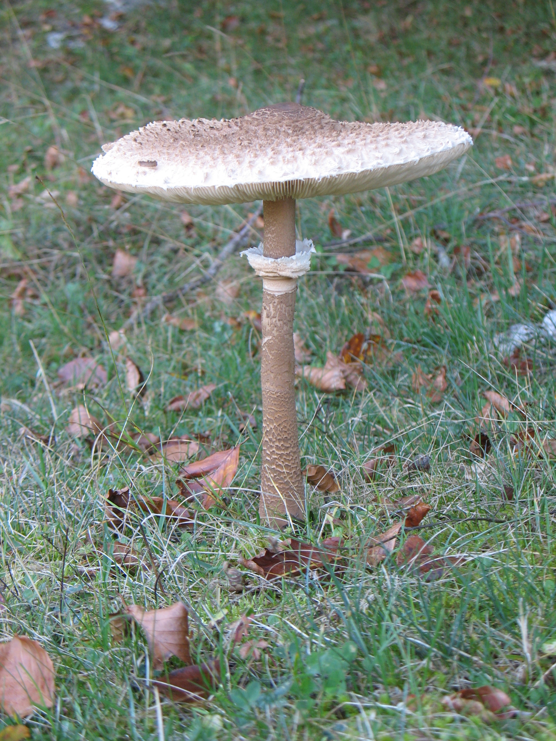 Macrolepiota procera (Scop. Fr.) Singer