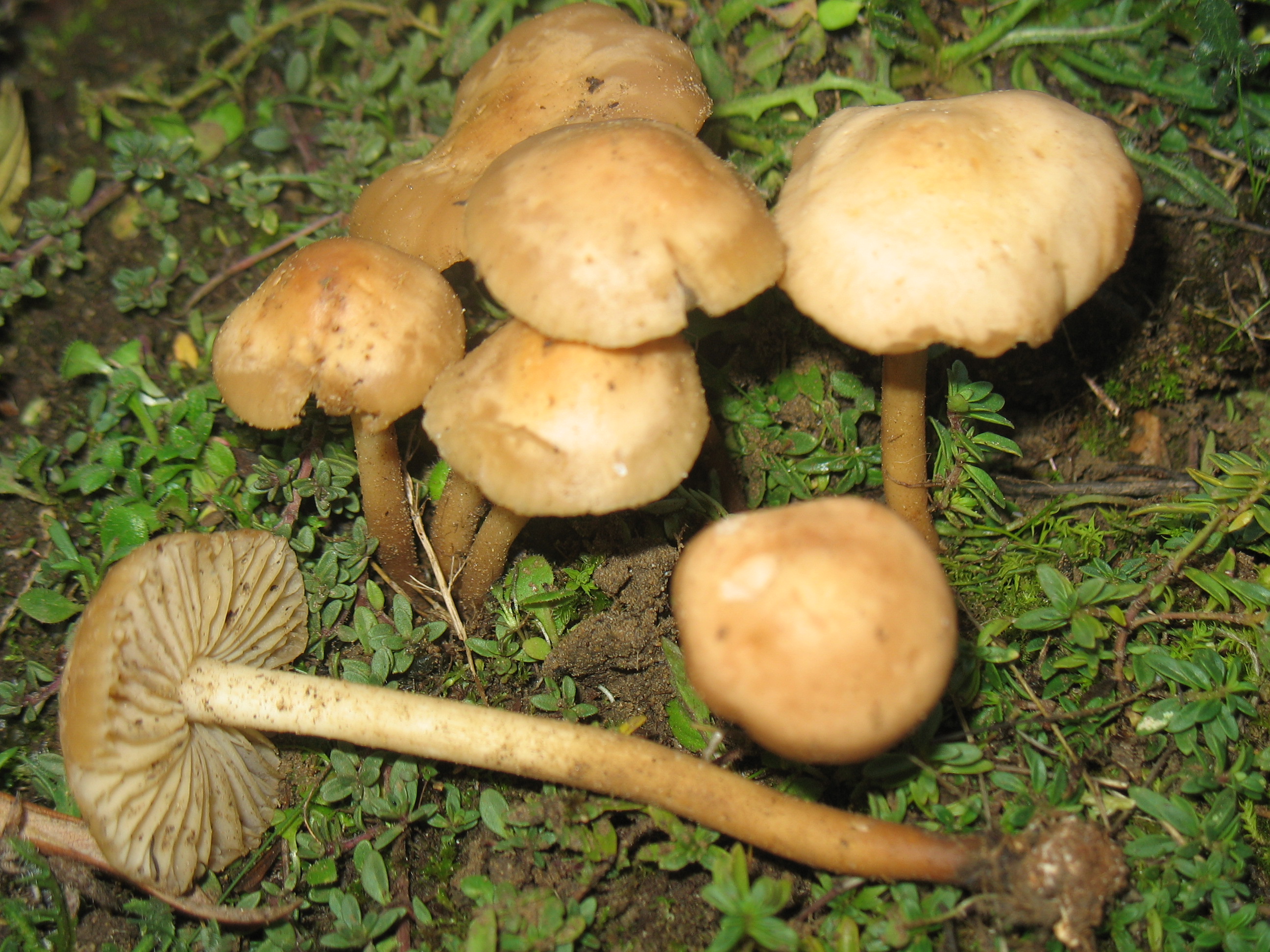 Marasmius oreades