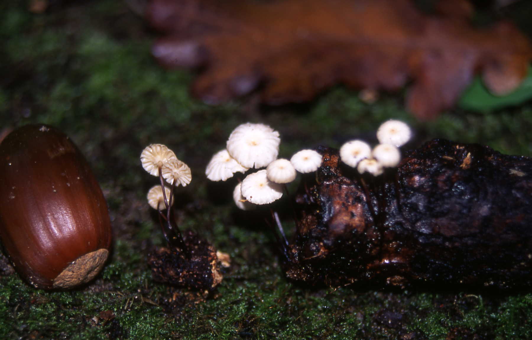 Marasmius rotula