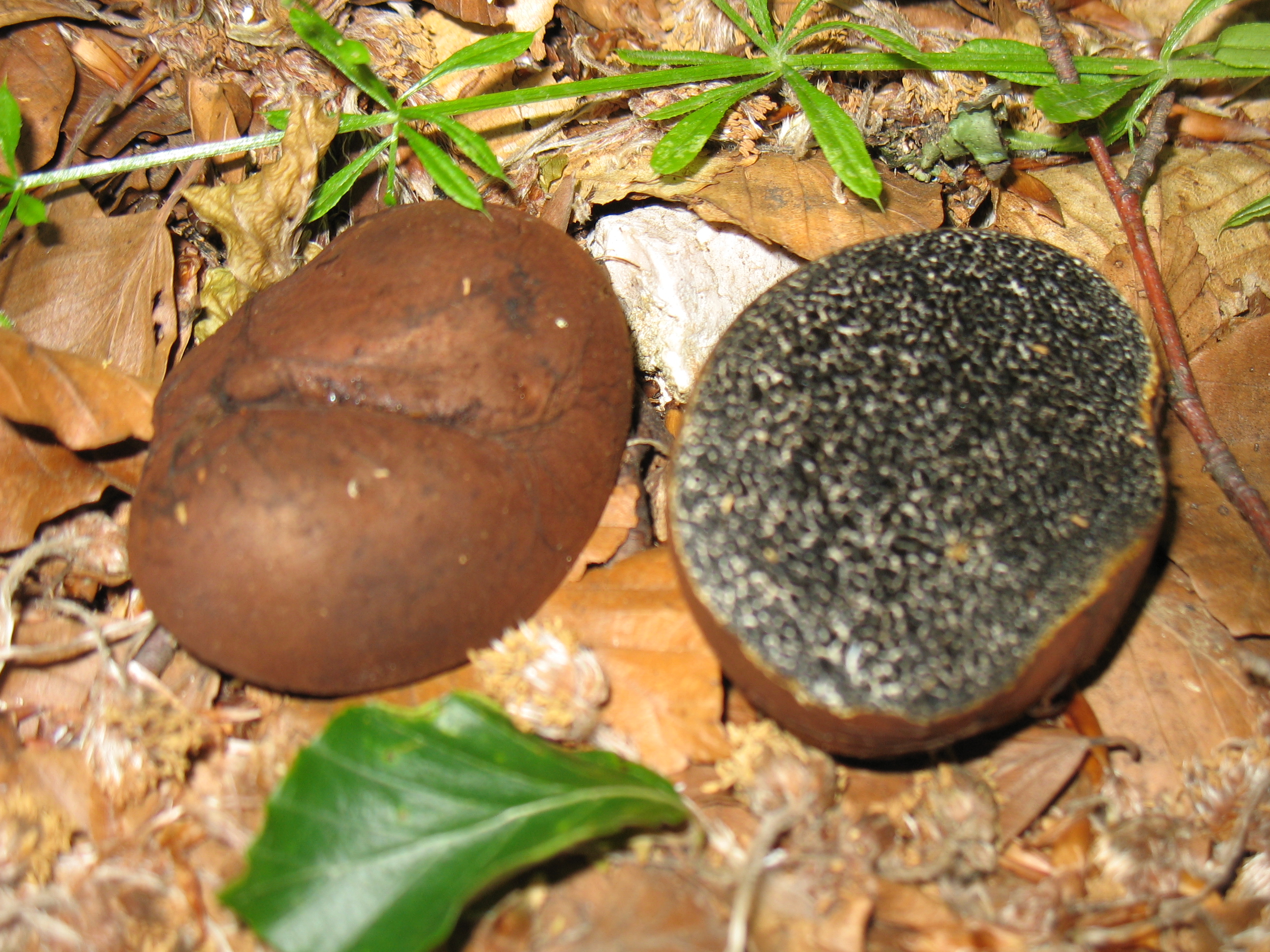 Melanogaster ambiguus