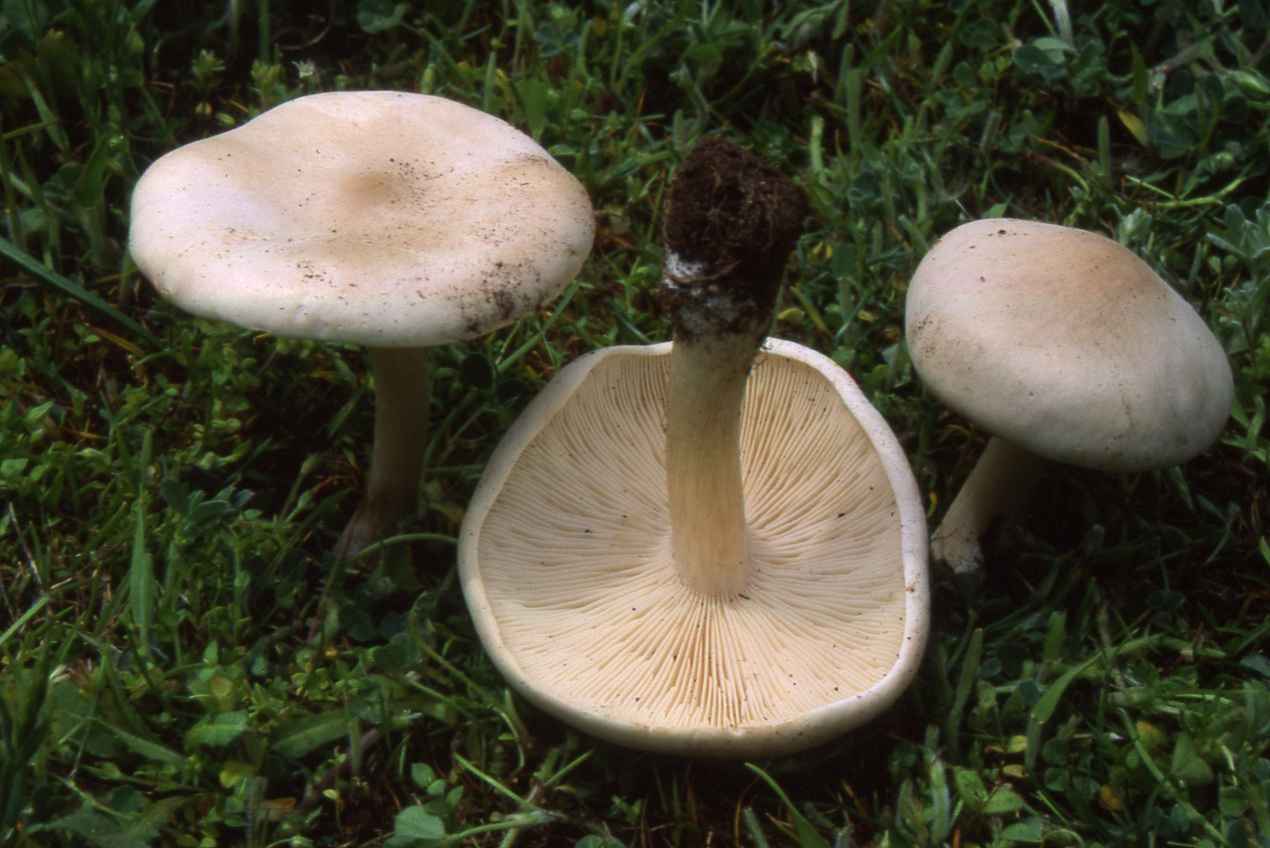 Melanoleuca evenosa