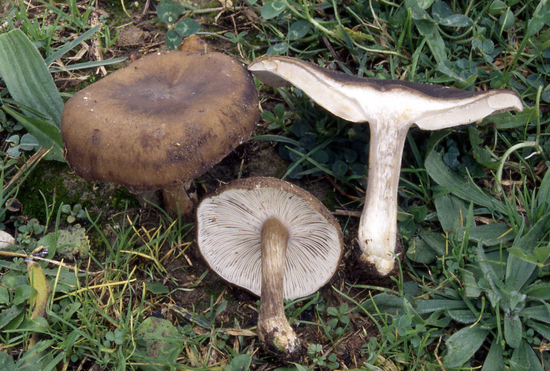Melanoleuca grammopodia