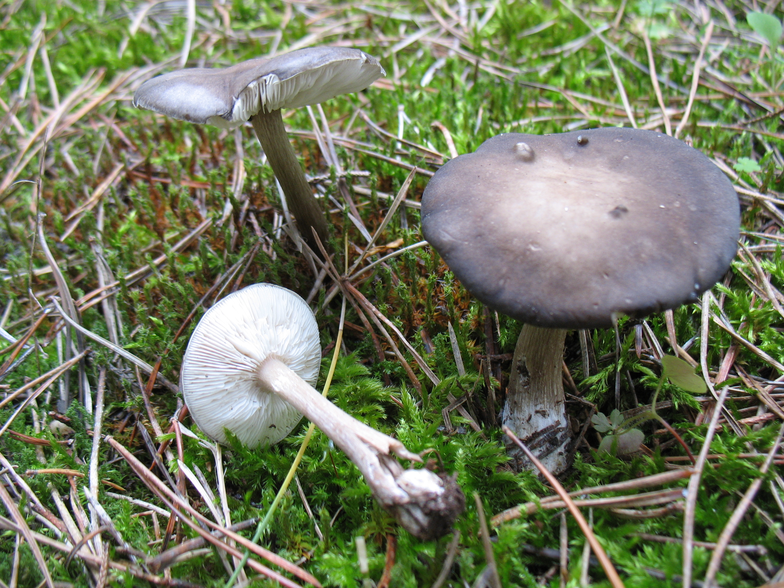 Melanoleuca melaleuca
