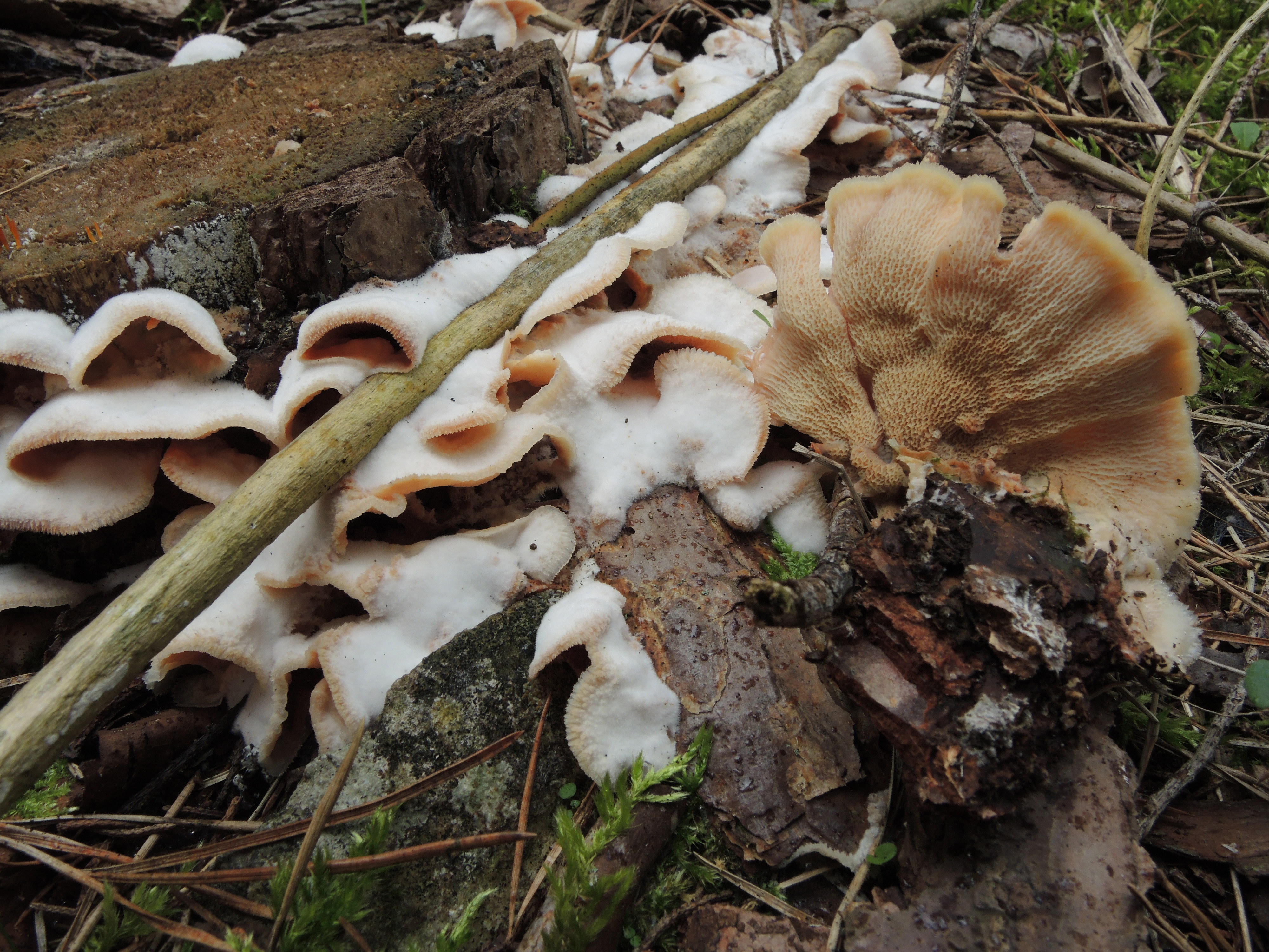 Merulius tremellosus