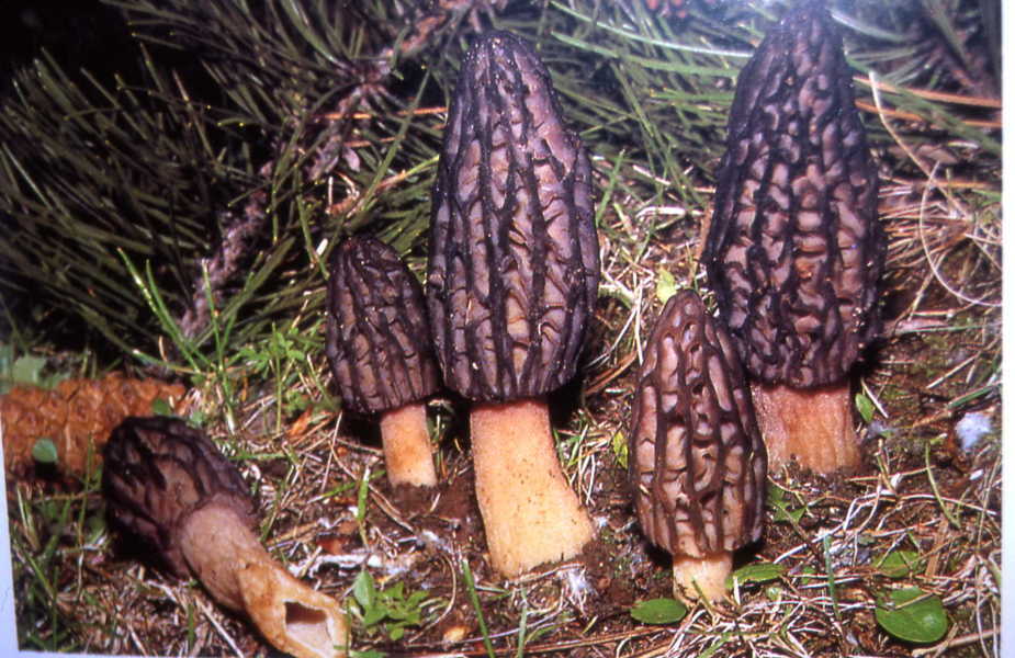 Morchella elata Fr.