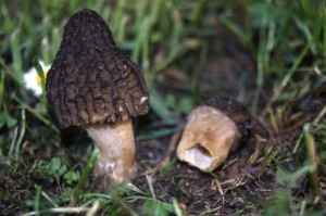 Morchella elata Fr. -f.to G.Curti (2) (FILEminimizer)