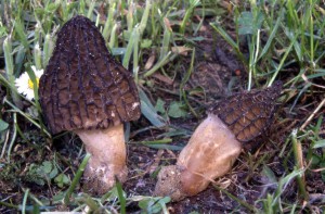 Morchella elata Fr. -f.to G.Curti (3) (FILEminimizer)