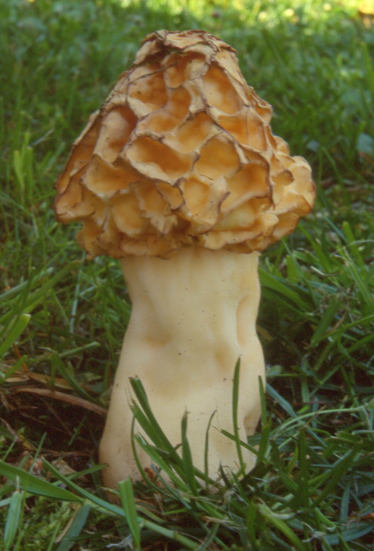 Morchella esculenta var.rotunda