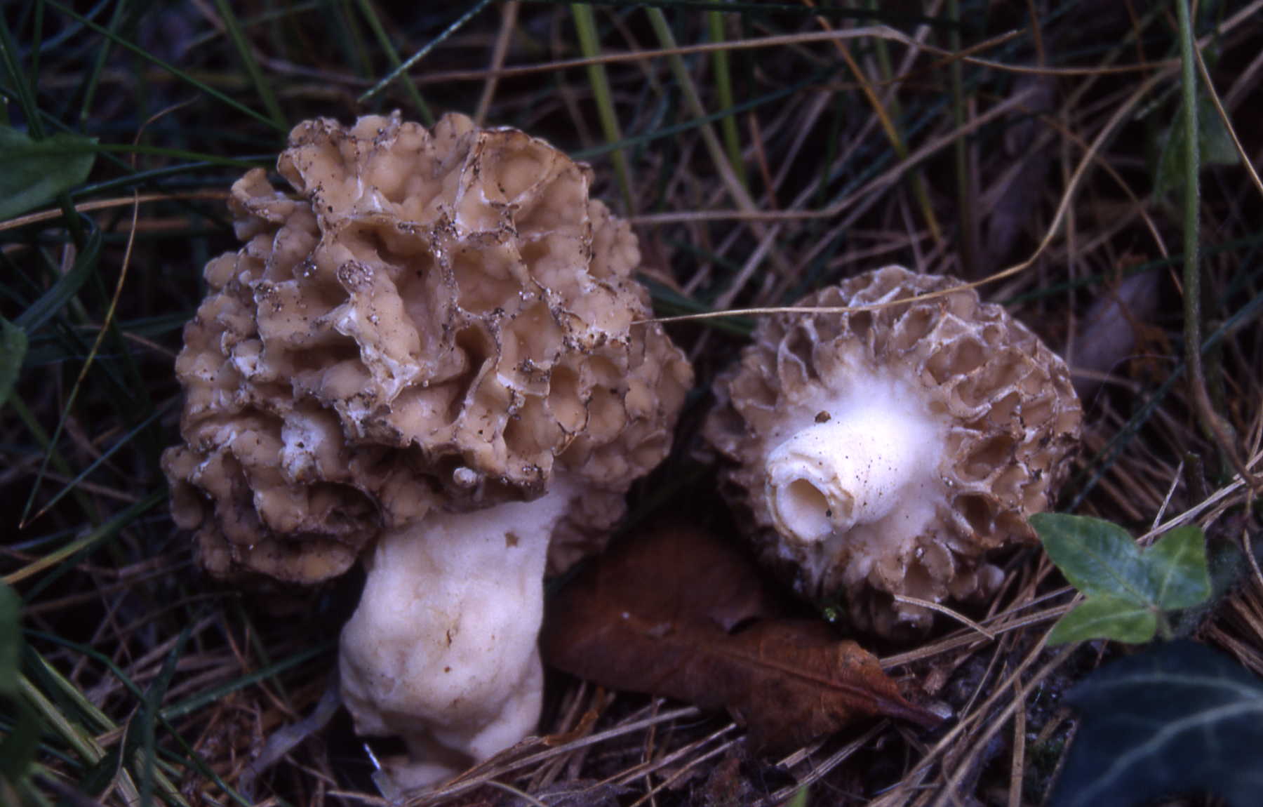 Morchella esculenta var.vulgaris Pers.