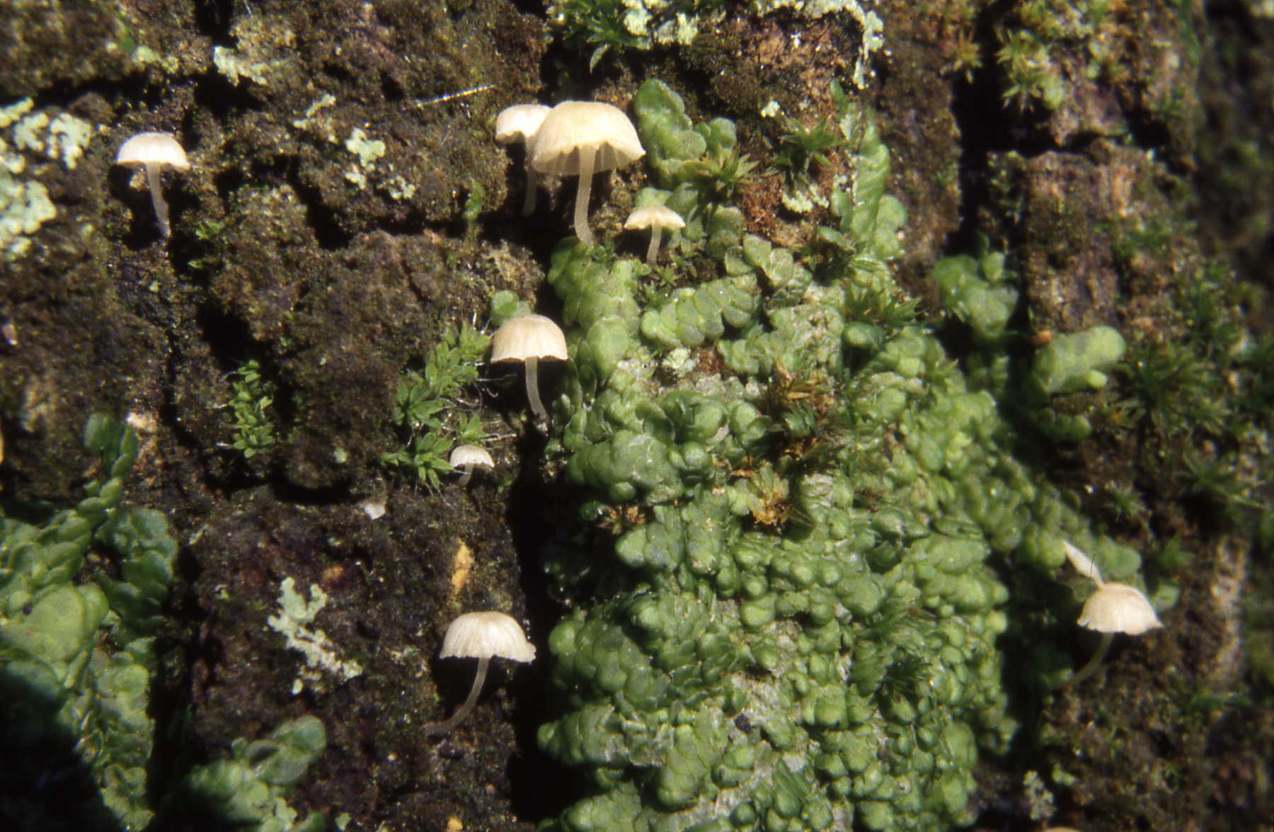 Mycena alba = M.corticola