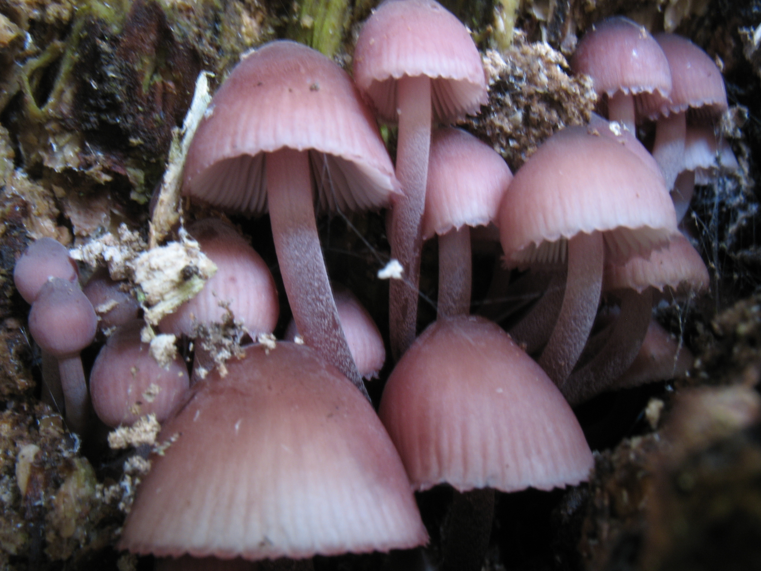 Mycena haematopus (Pers.) P.Kumm.
