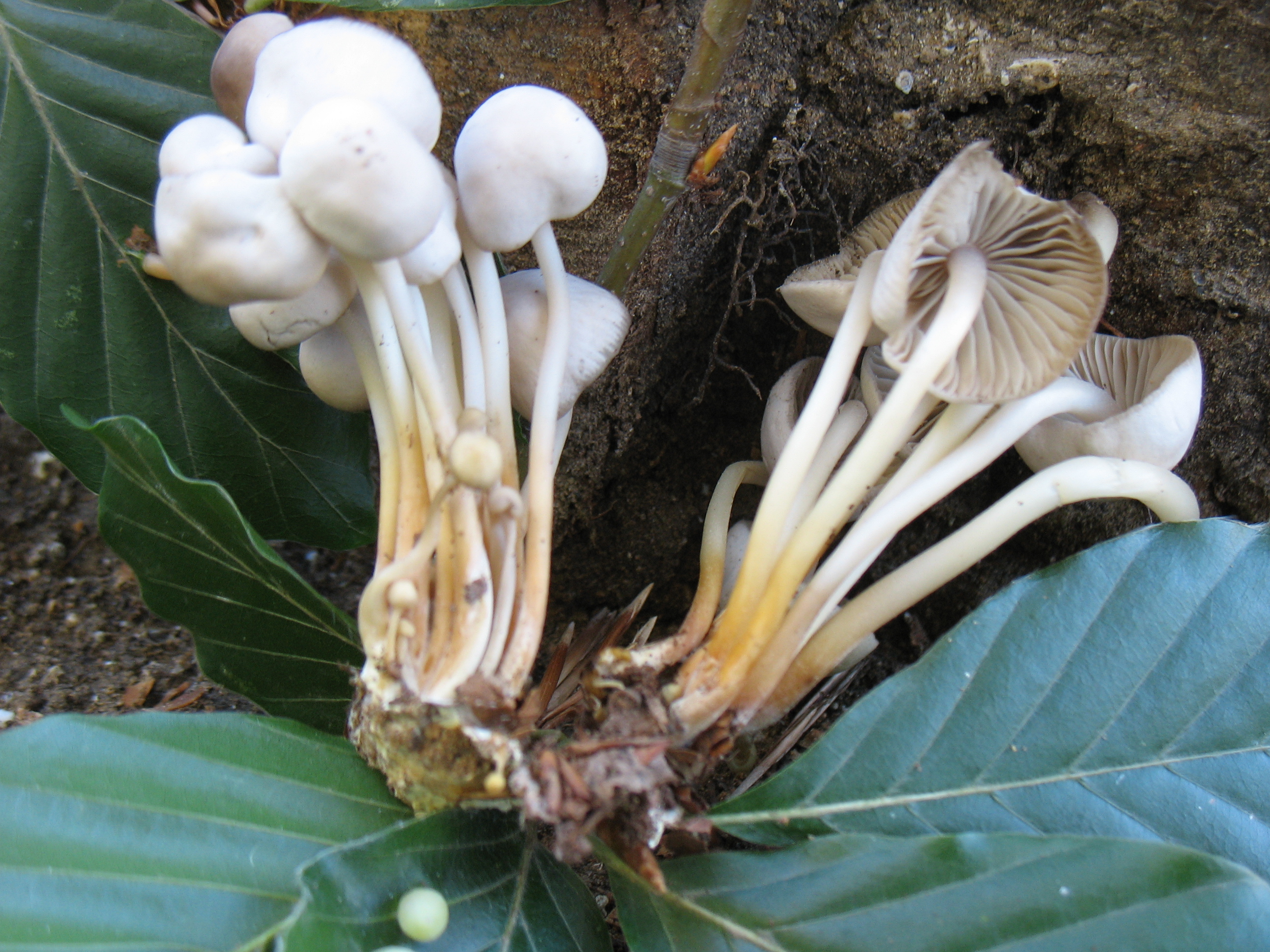 Mycena inclinata (Fr.) Quelet