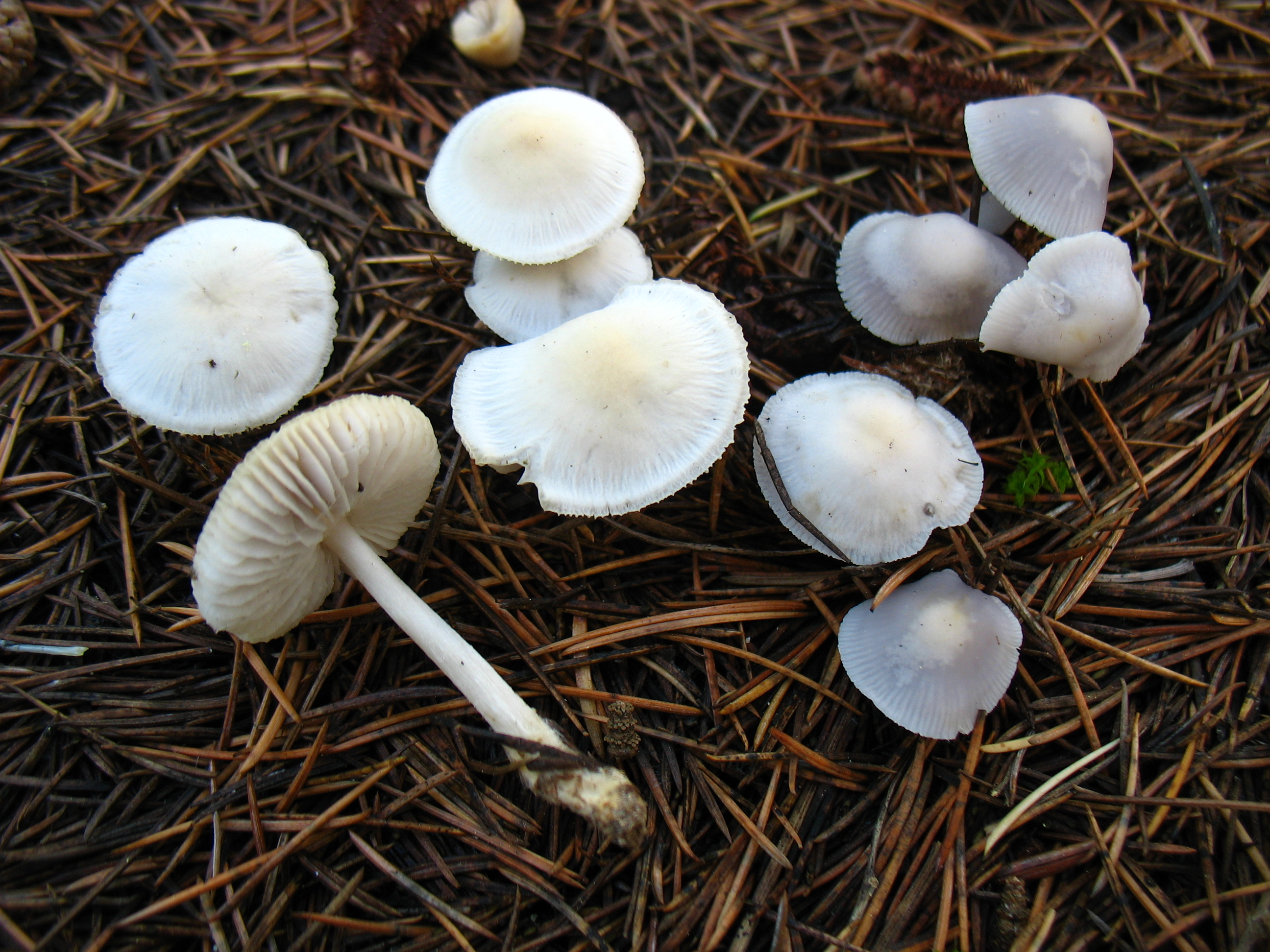 Mycena pura (Pers.) P. Kumm.