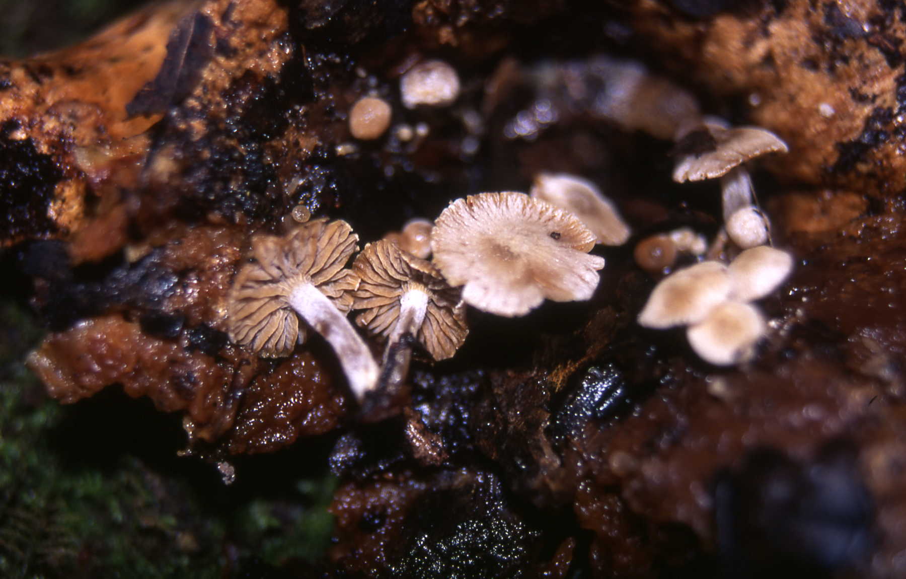 Nyctalis parasitica