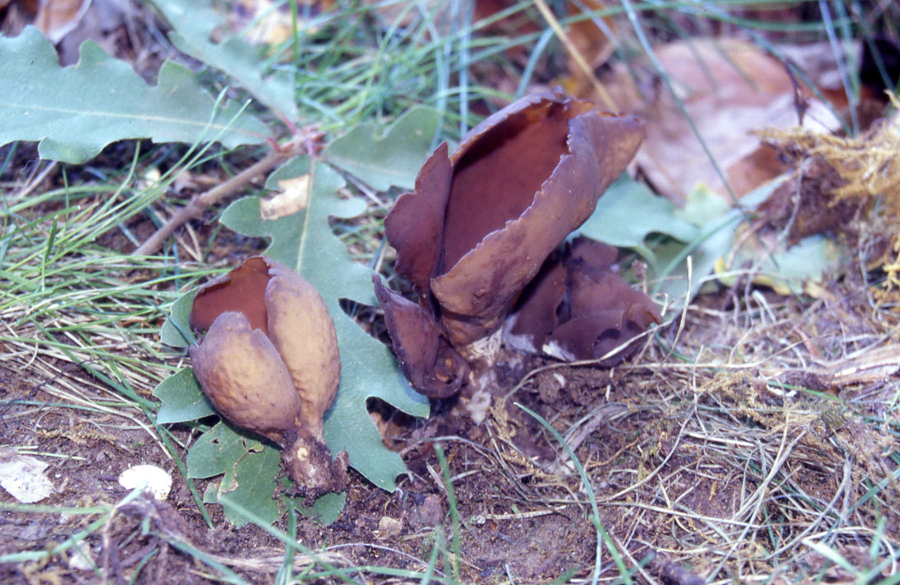 Otidea alutacea (Pers.) Mass.