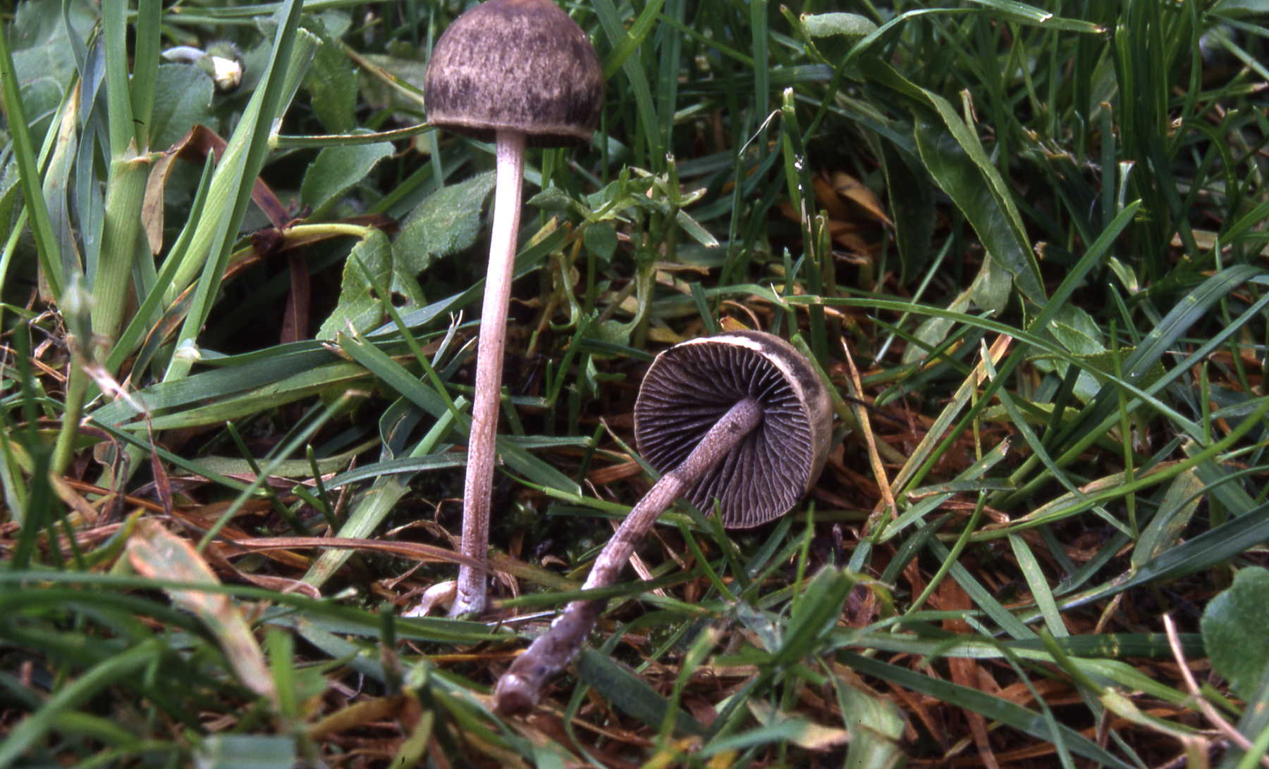 Panaeolus campanulatus
