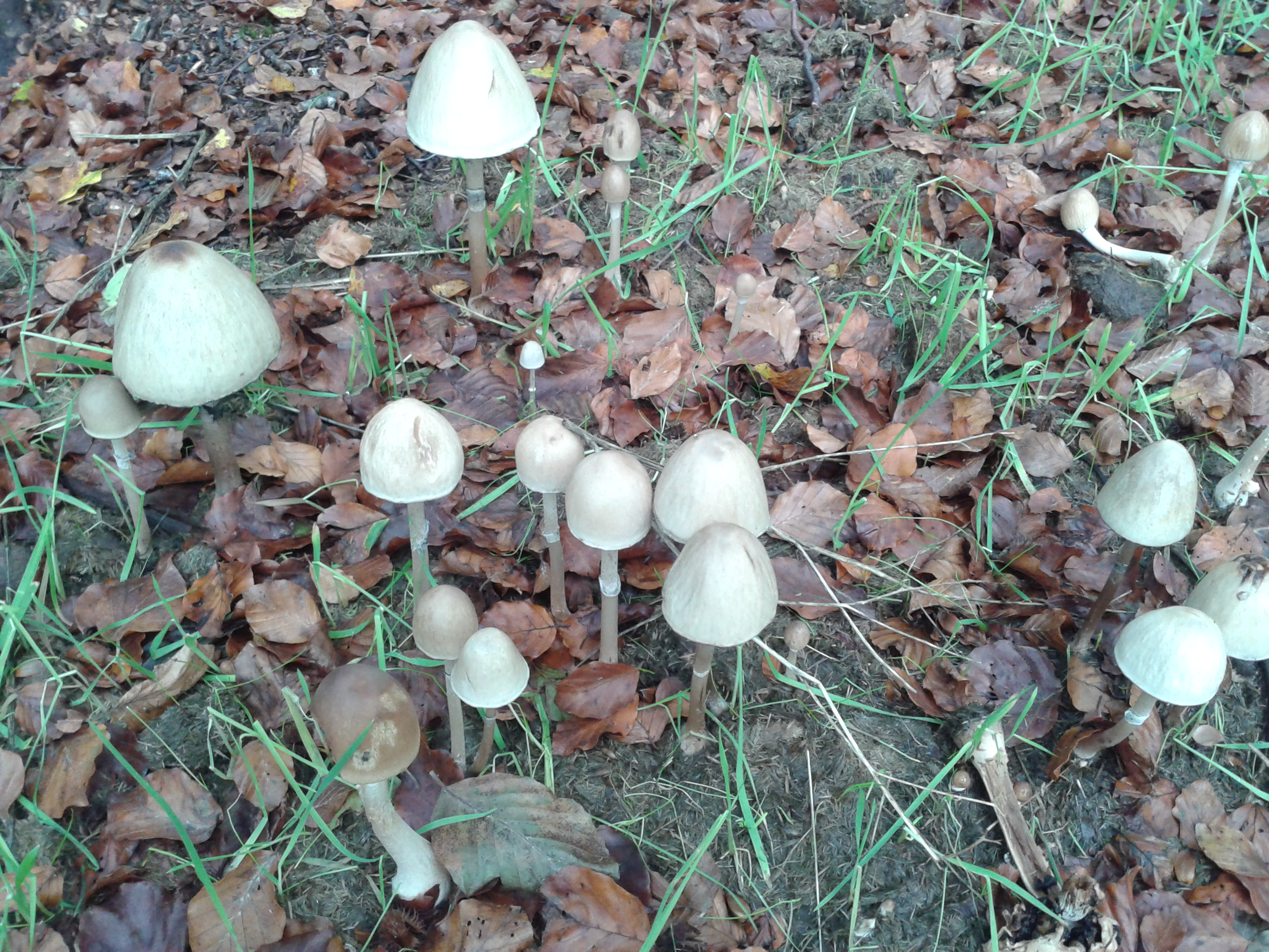 Panaeolus semiovatus