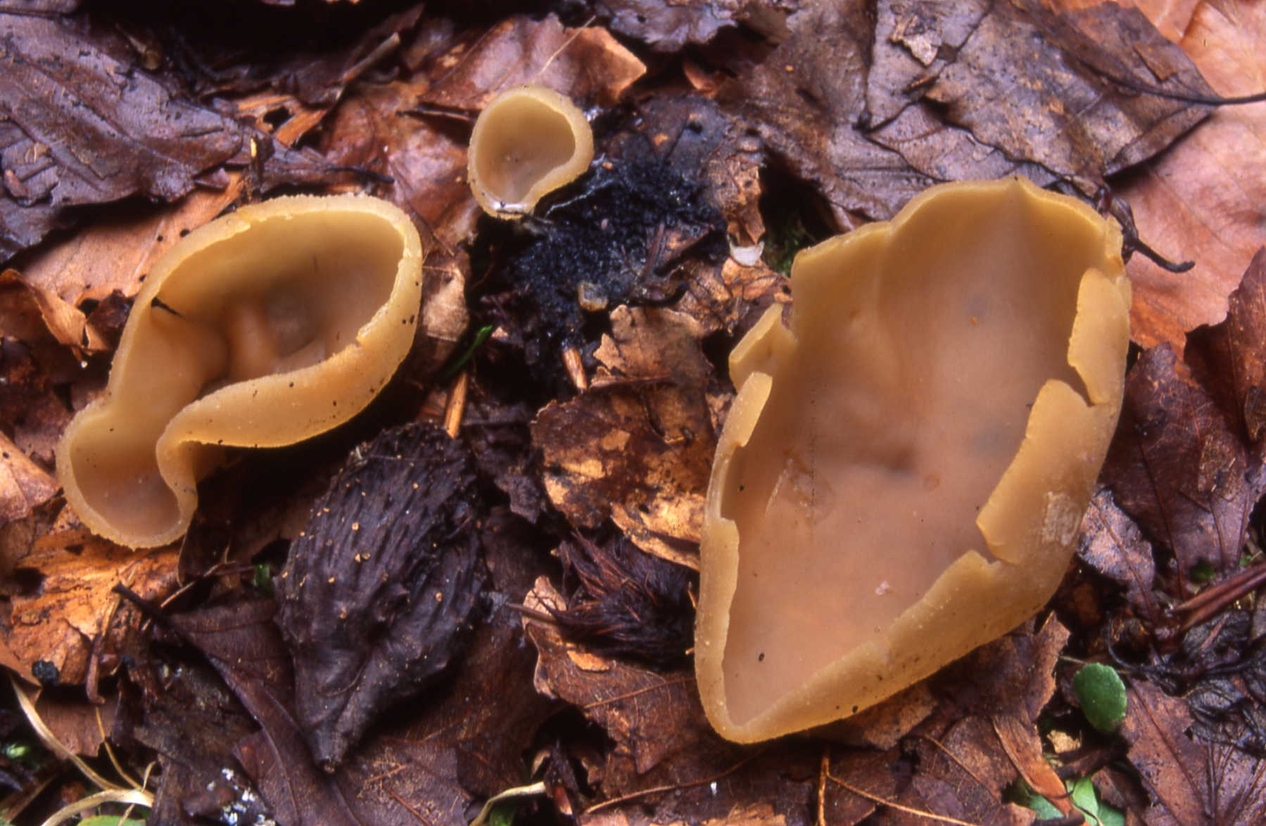 Peziza arvenensis