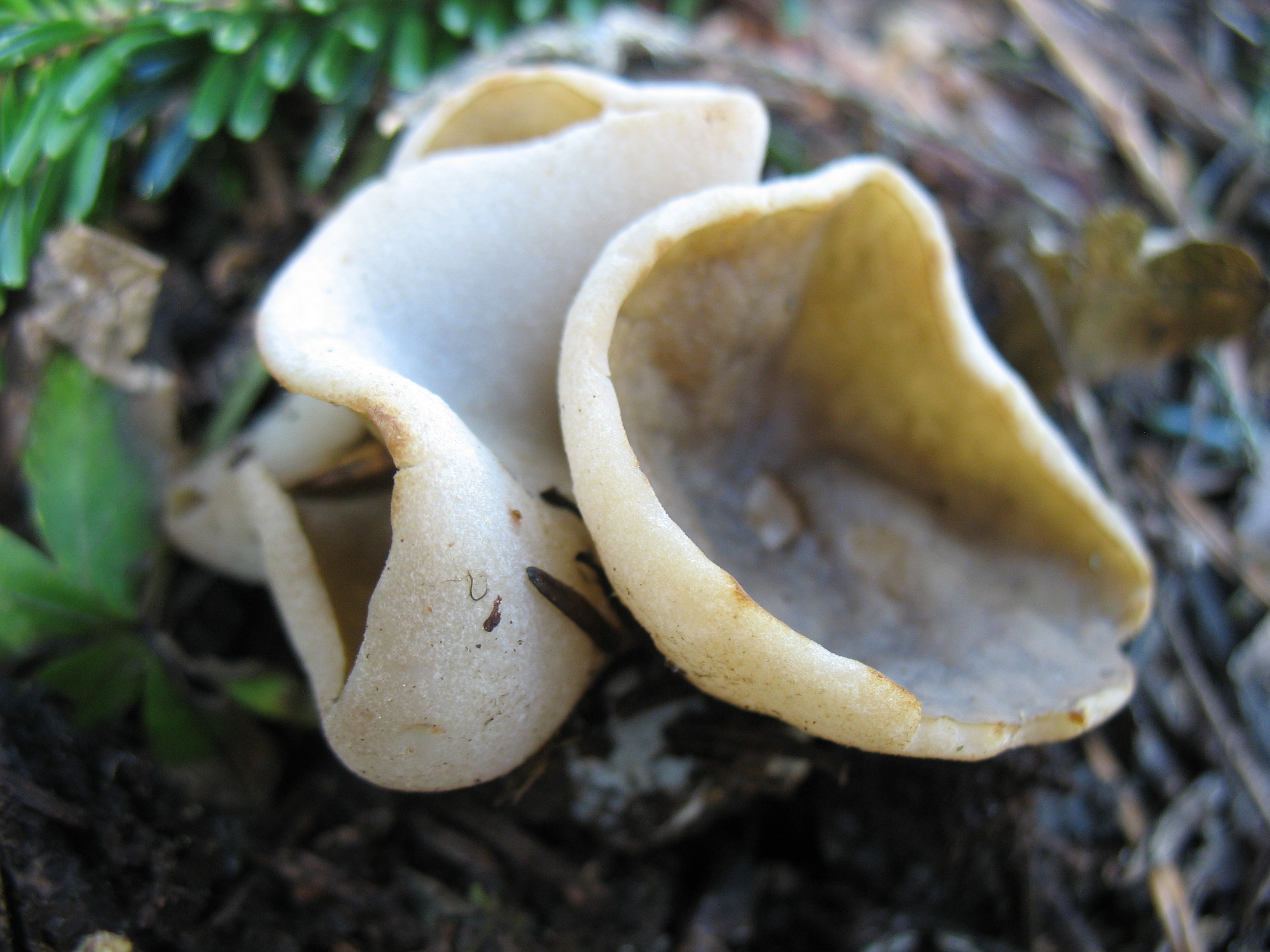 Peziza vesiculosa