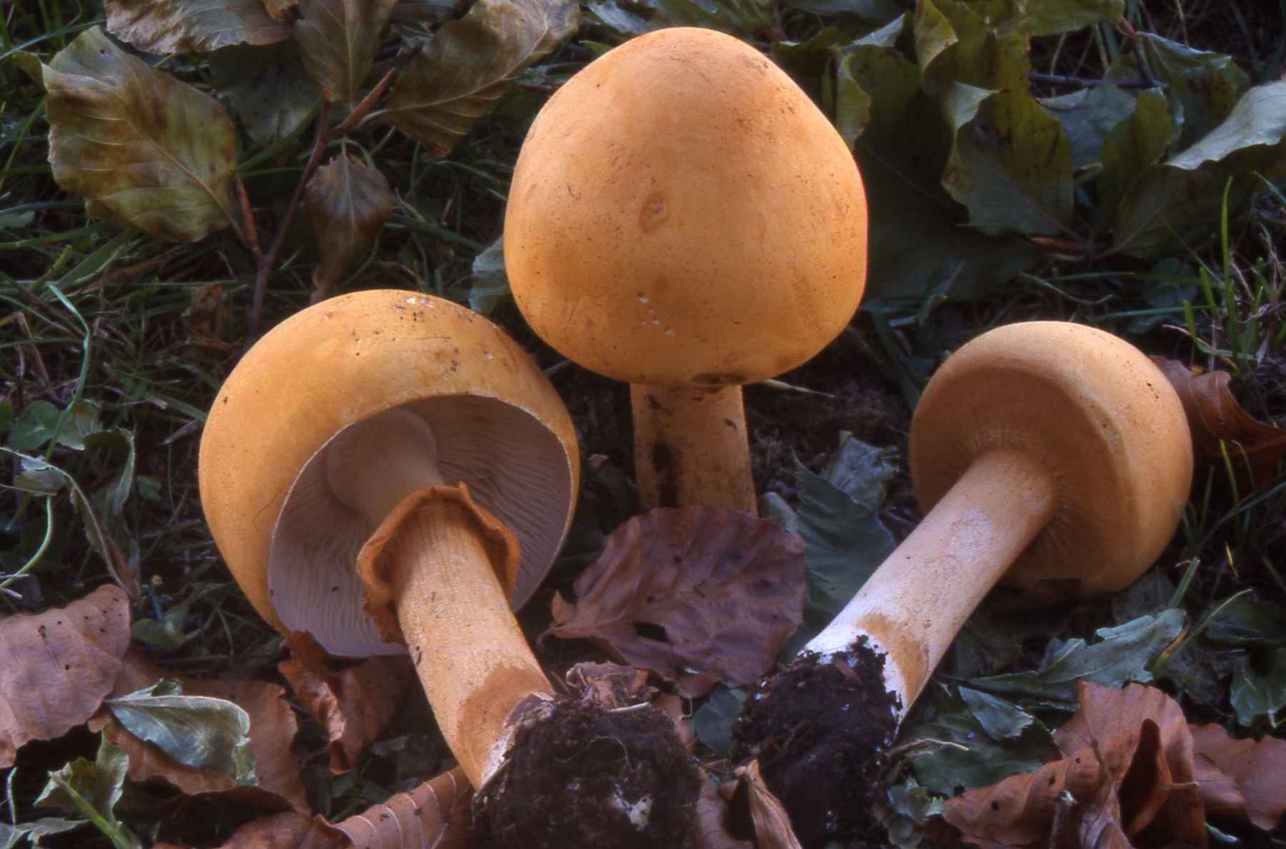 Phaeolepiota aurea