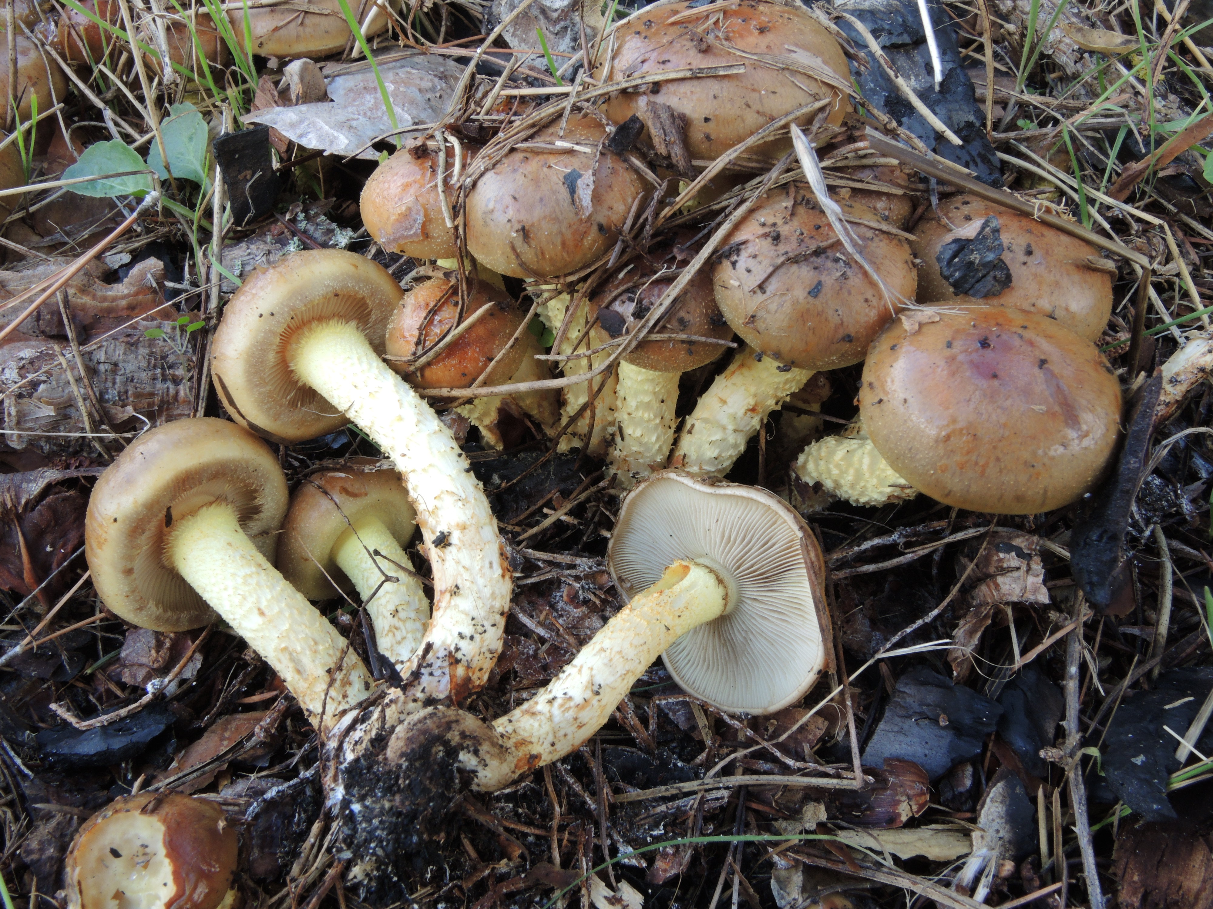 Pholiota higlandensis (Peck) Quadr.= P.carbonaria (Fr.:Fr.) Singer