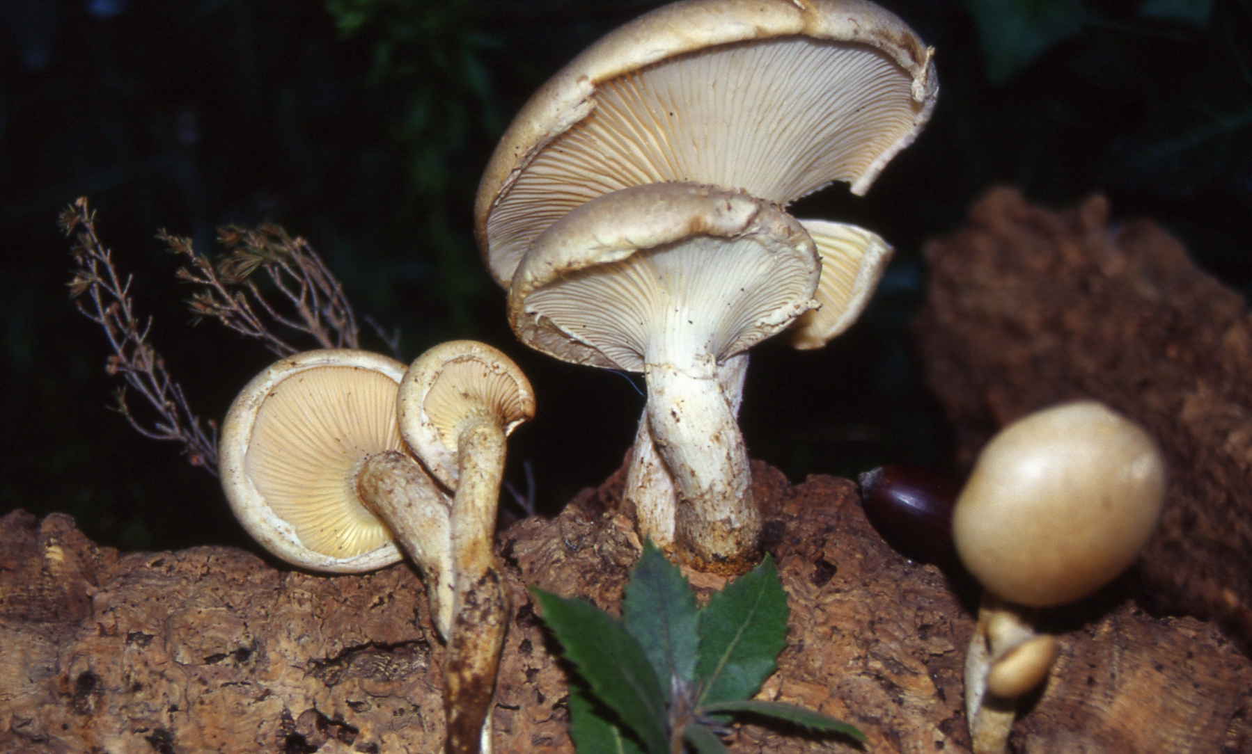 Pleurotus dryinus