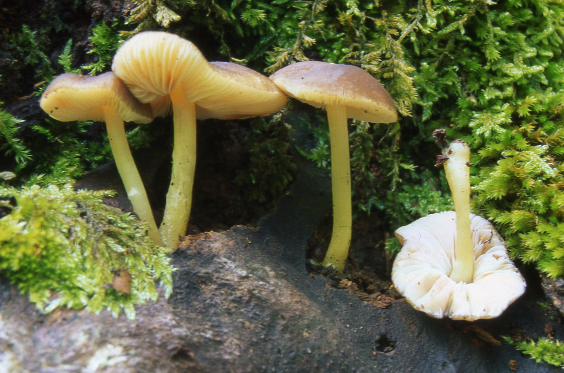 Pluteus romelli