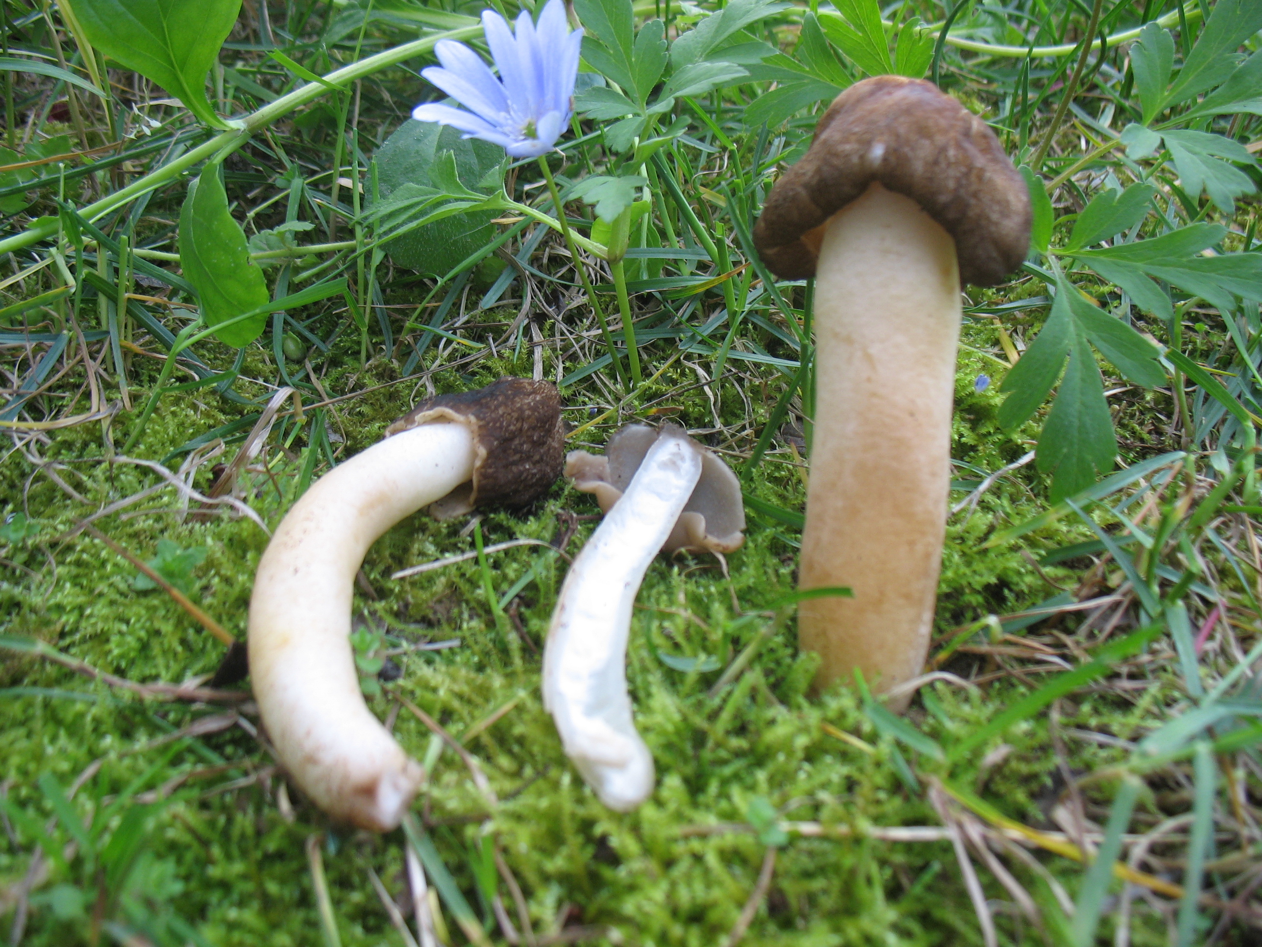 Ptychoverpa bohemica