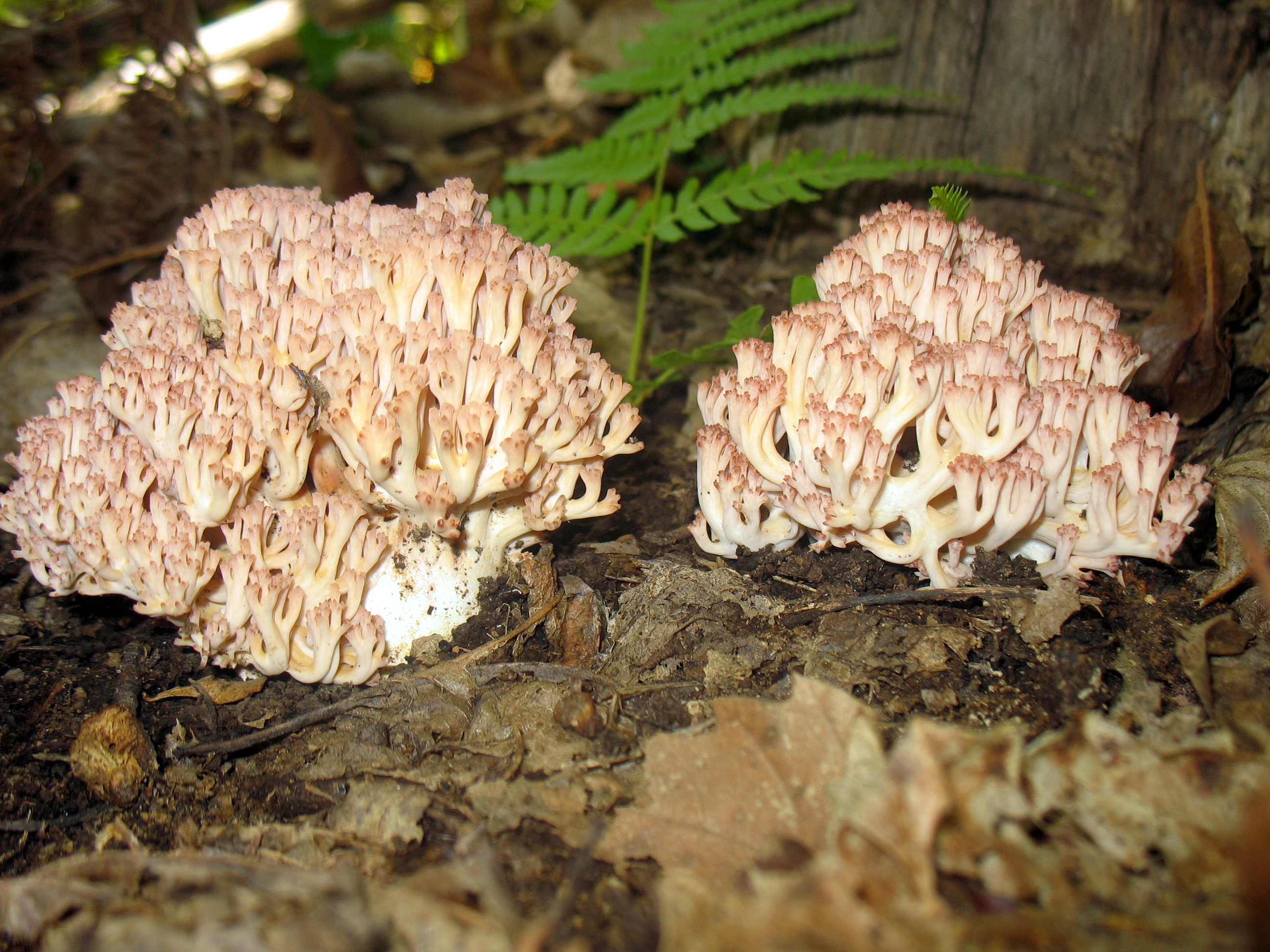 Ramaria botrytis
