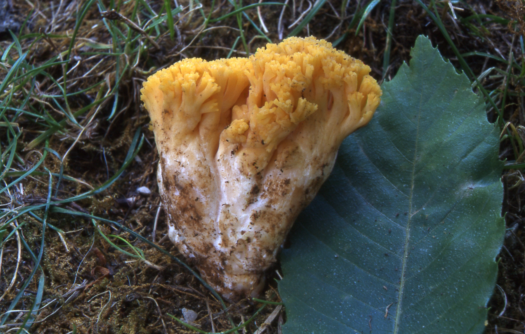 Ramaria flava